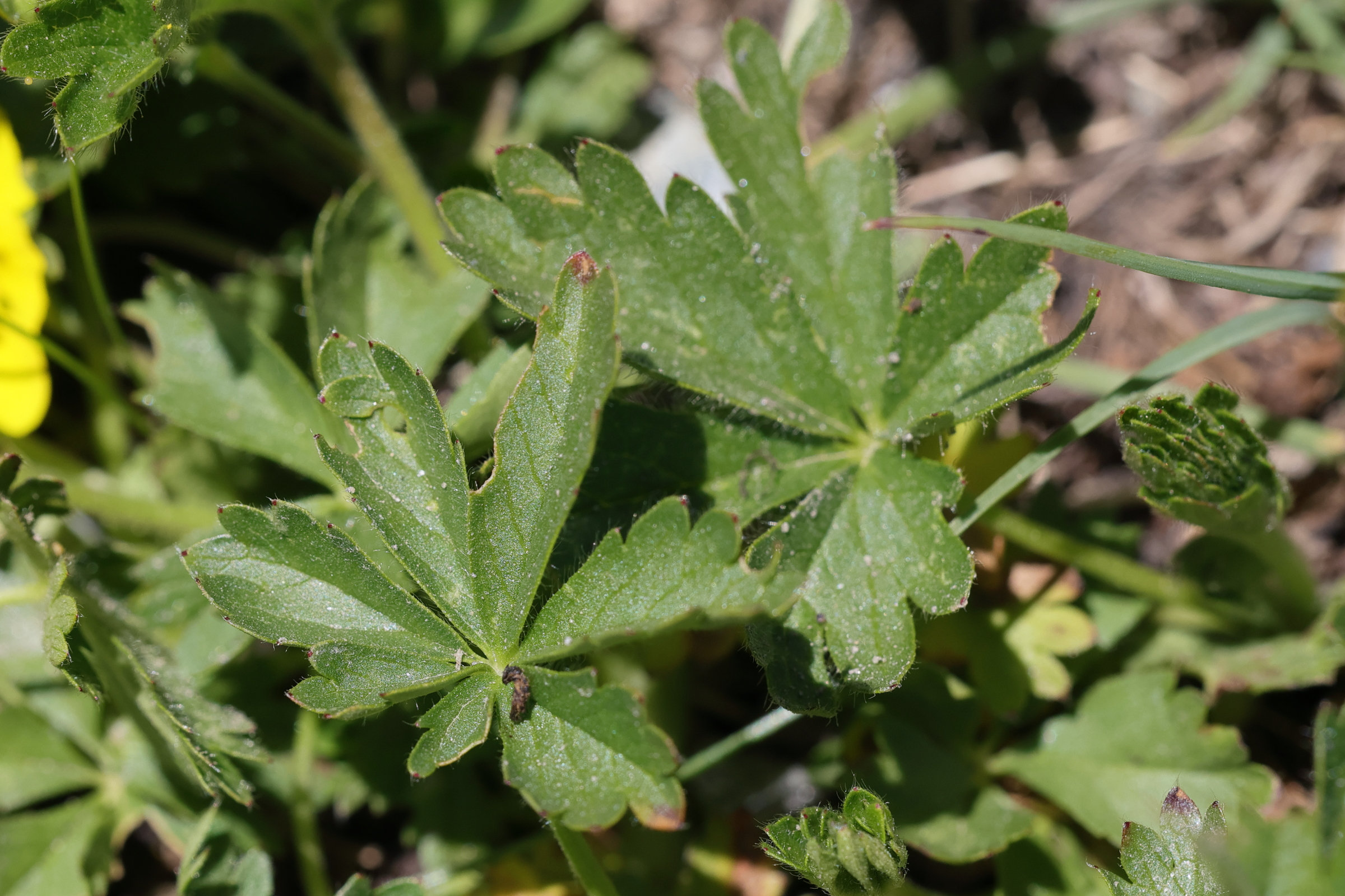potentilla_aurea2md