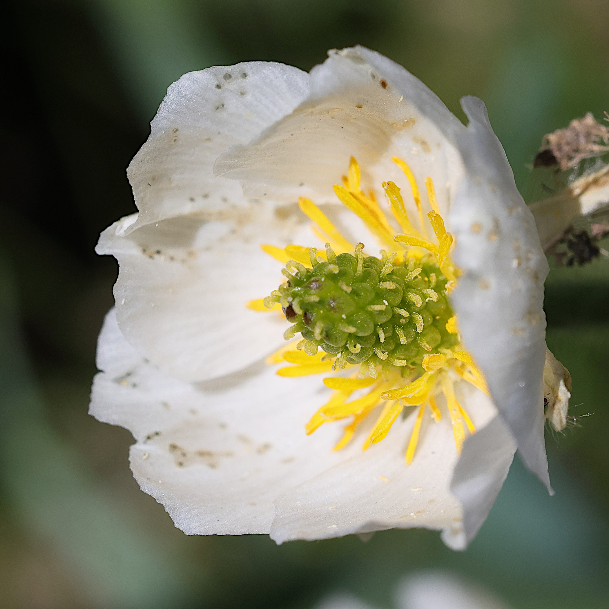 Afficher le média ranunculus_kuepferi4md ranunculus_kuepferi4md