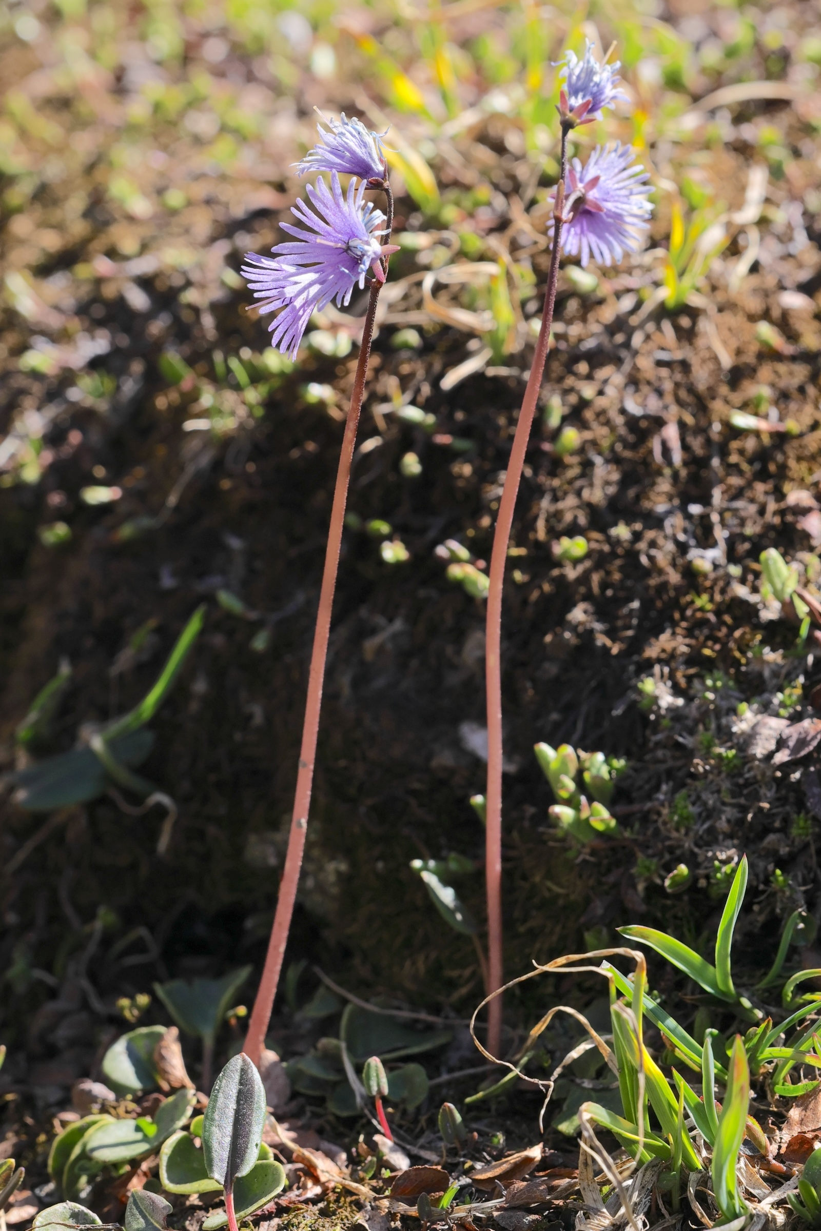 Afficher le média soldanella_alpina1amd soldanella_alpina1amd
