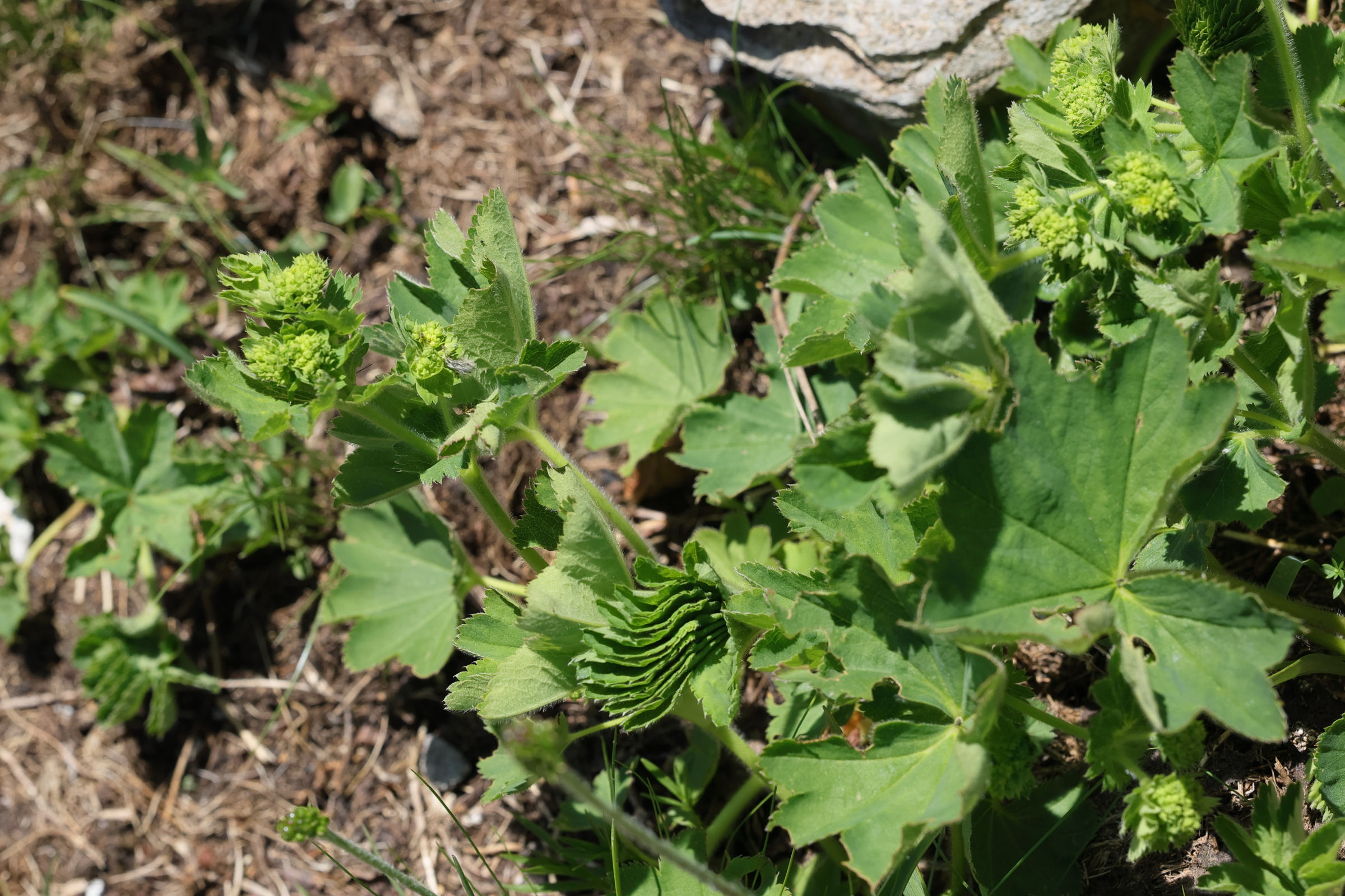 Afficher le média alchemilla_subcrenata3md alchemilla_subcrenata3md