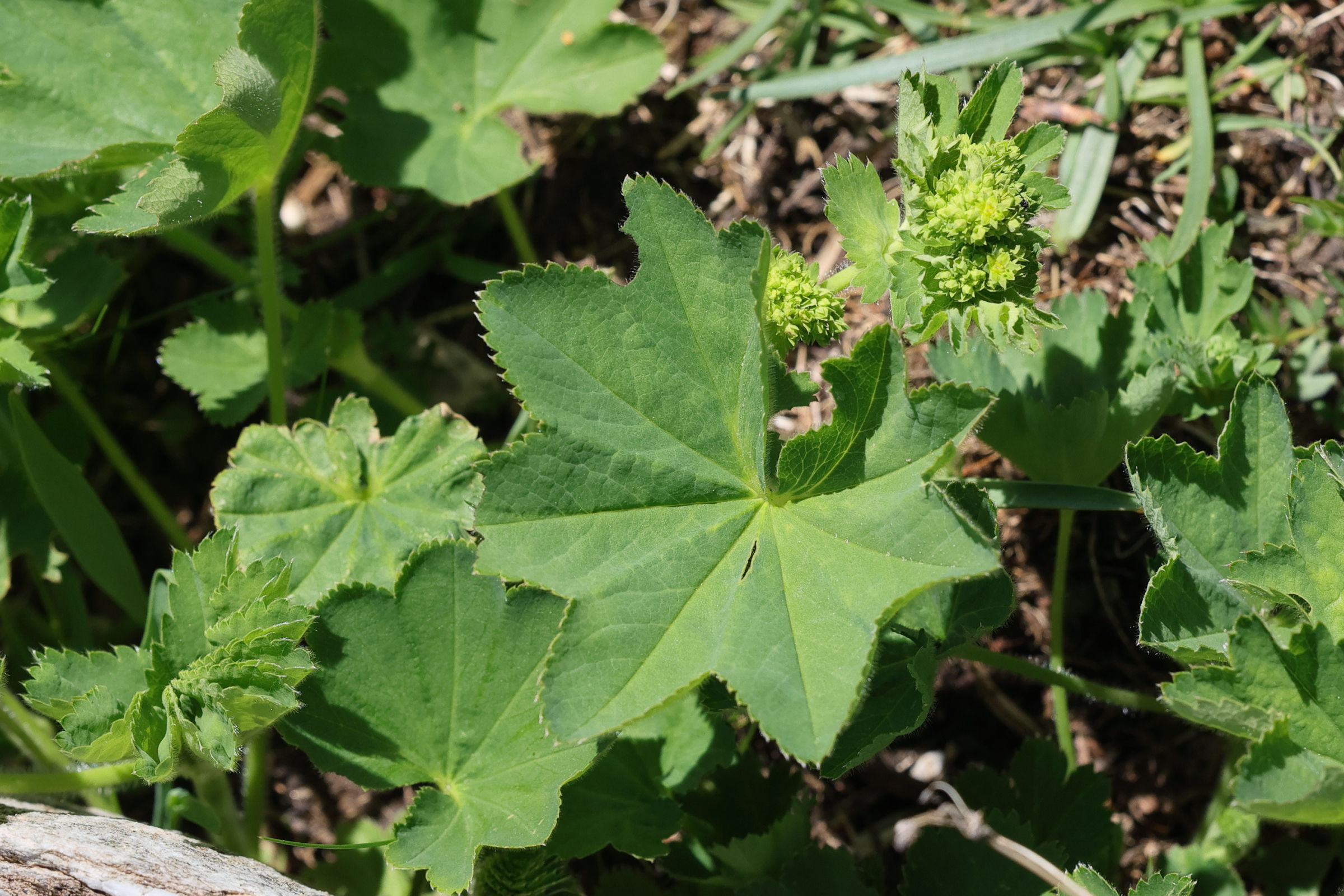 Afficher le média alchemilla_subcrenata4md alchemilla_subcrenata4md