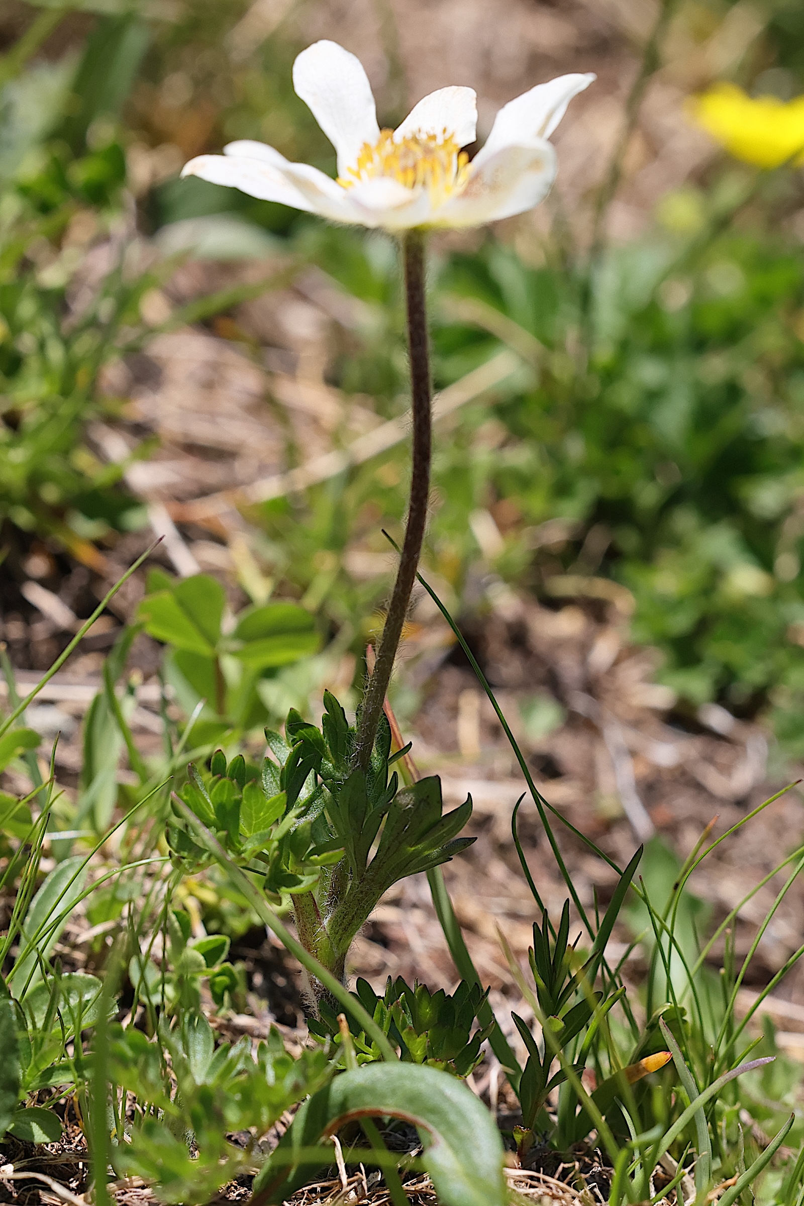 Afficher le média anemone_baldensis6md anemone_baldensis6md