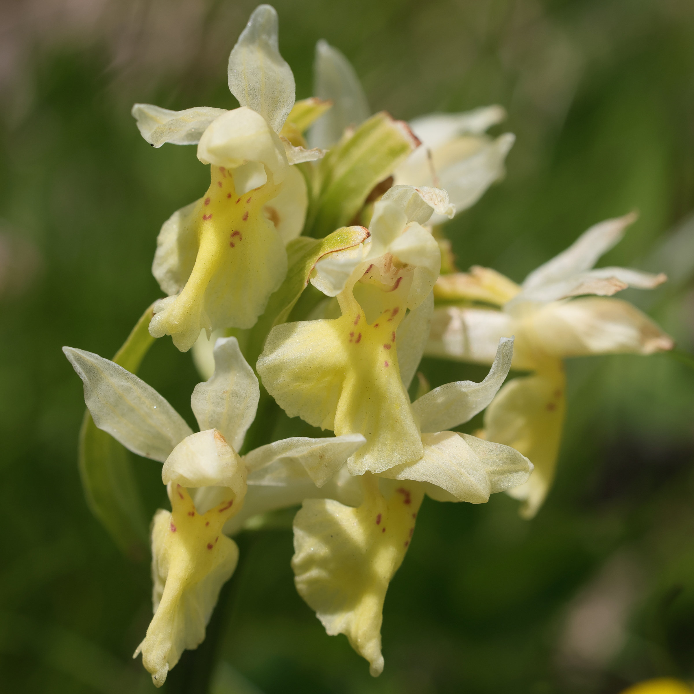 dactylorhiza_sambucina5md