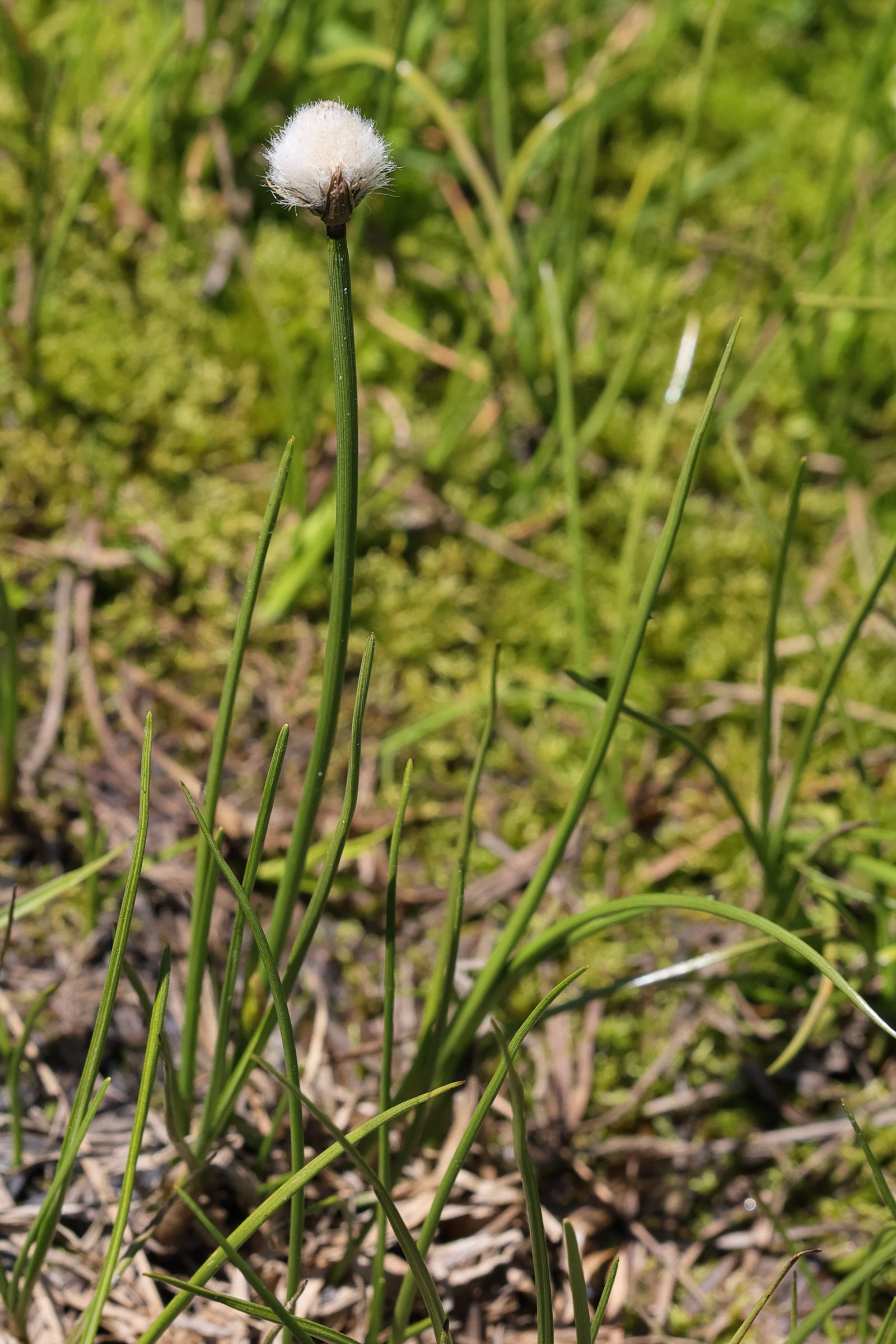 eriophorum_scheuchzeri6md