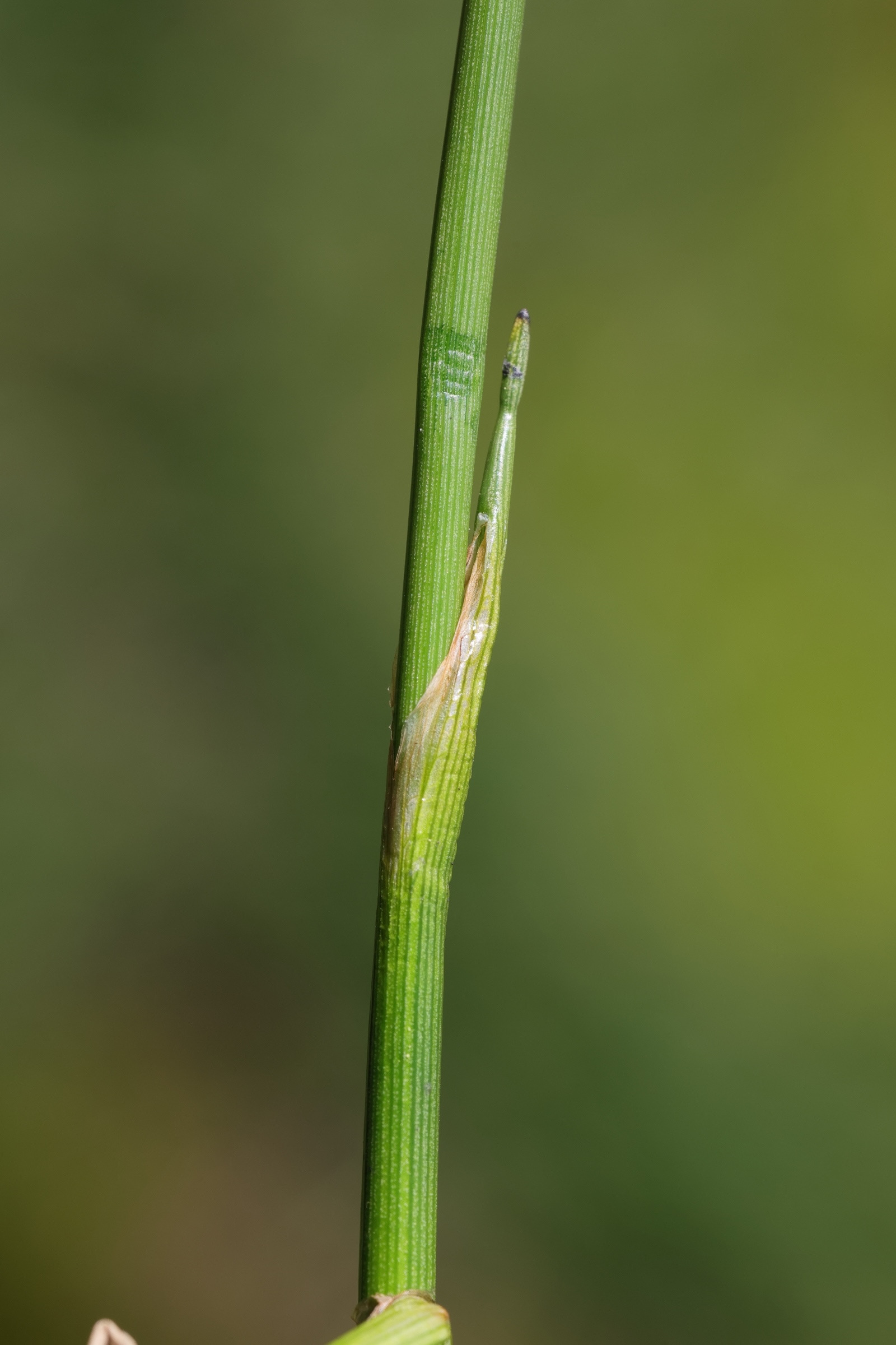 eriophorum_scheuchzeri7md