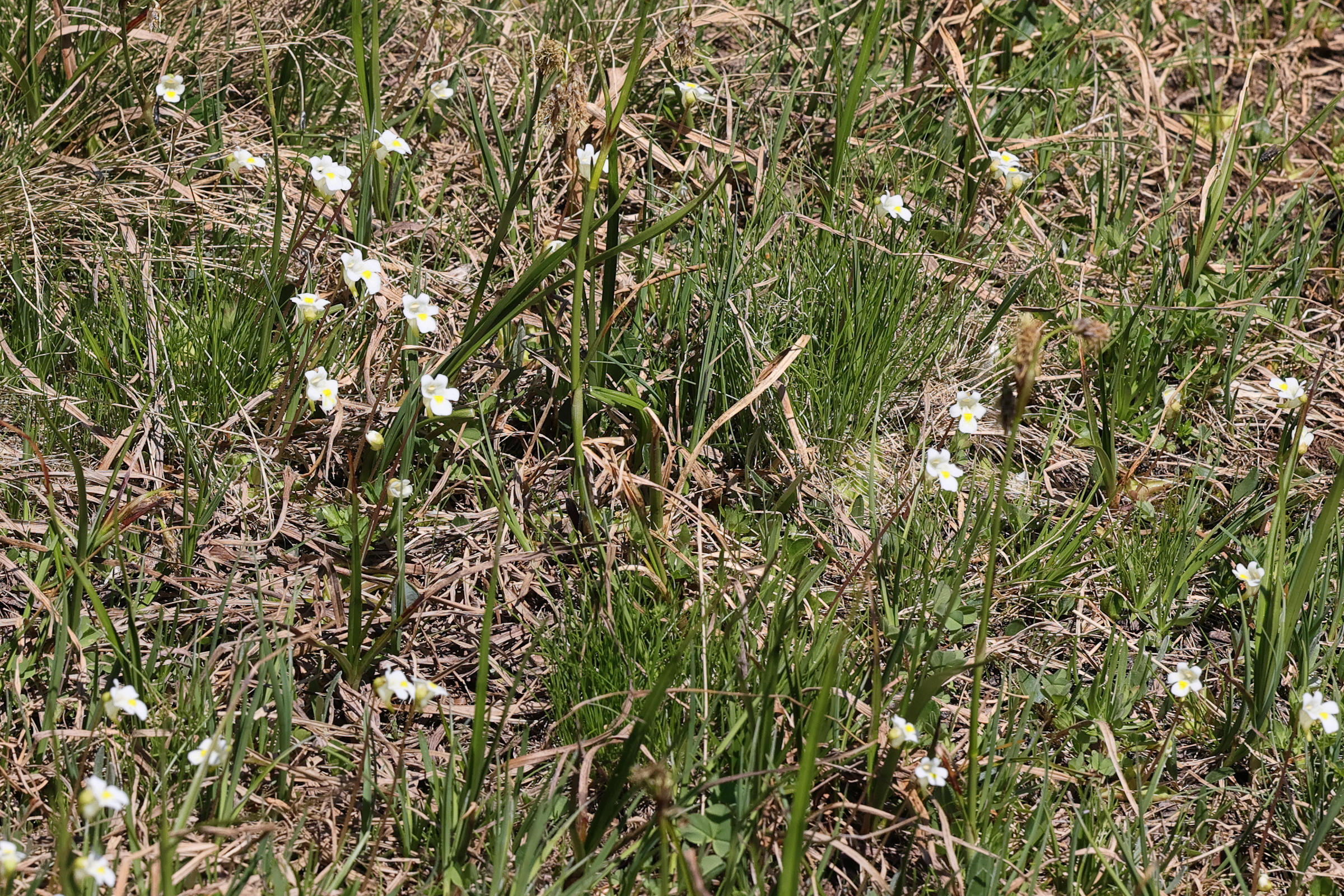 Afficher le média pinguicula_alpina1md pinguicula_alpina1md
