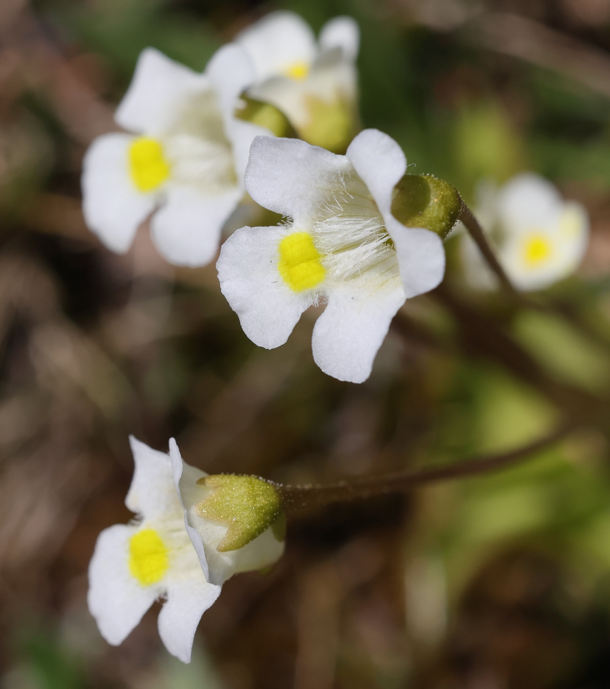 Afficher le média pinguicula_alpina2md pinguicula_alpina2md