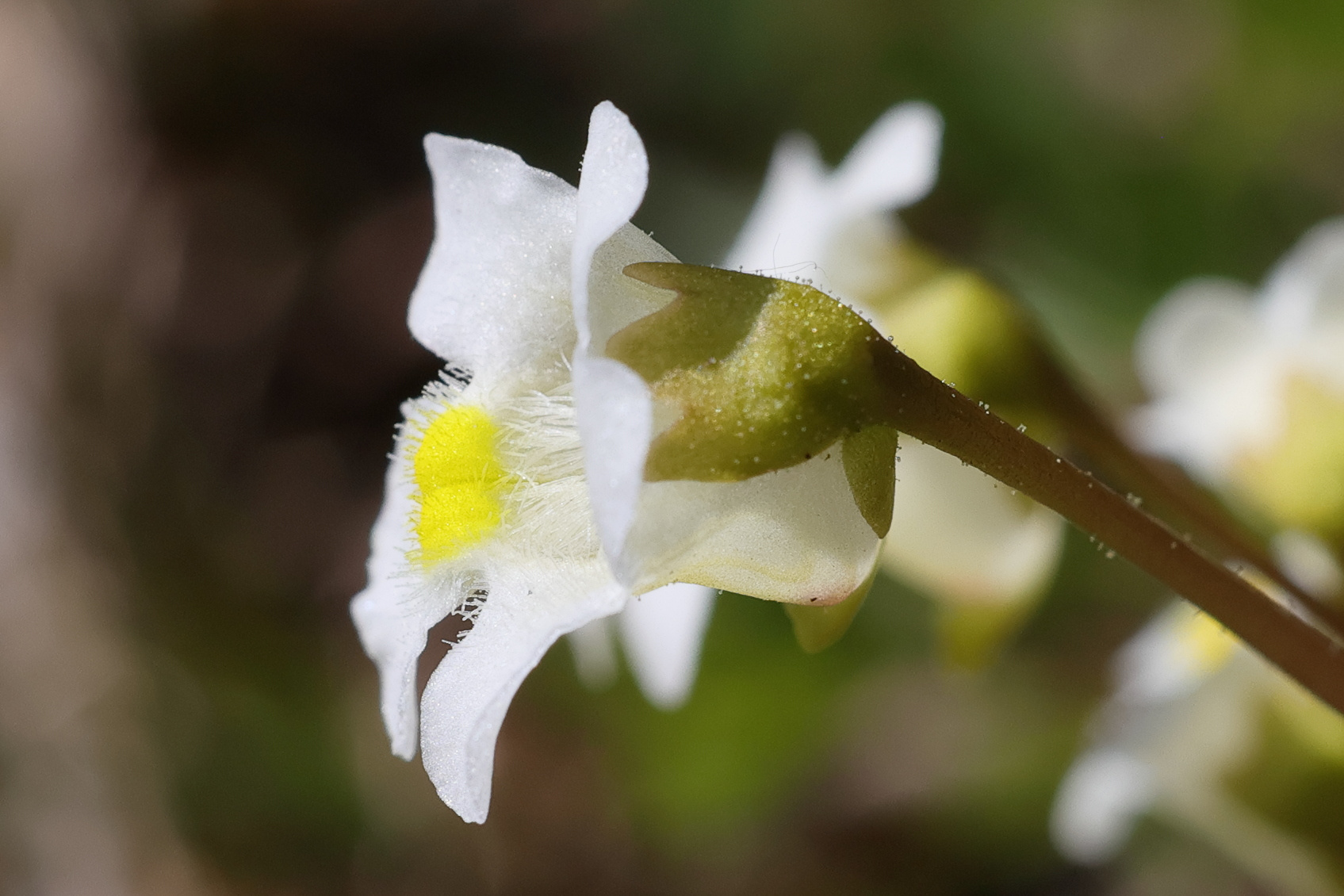 Afficher le média pinguicula_alpina3md pinguicula_alpina3md