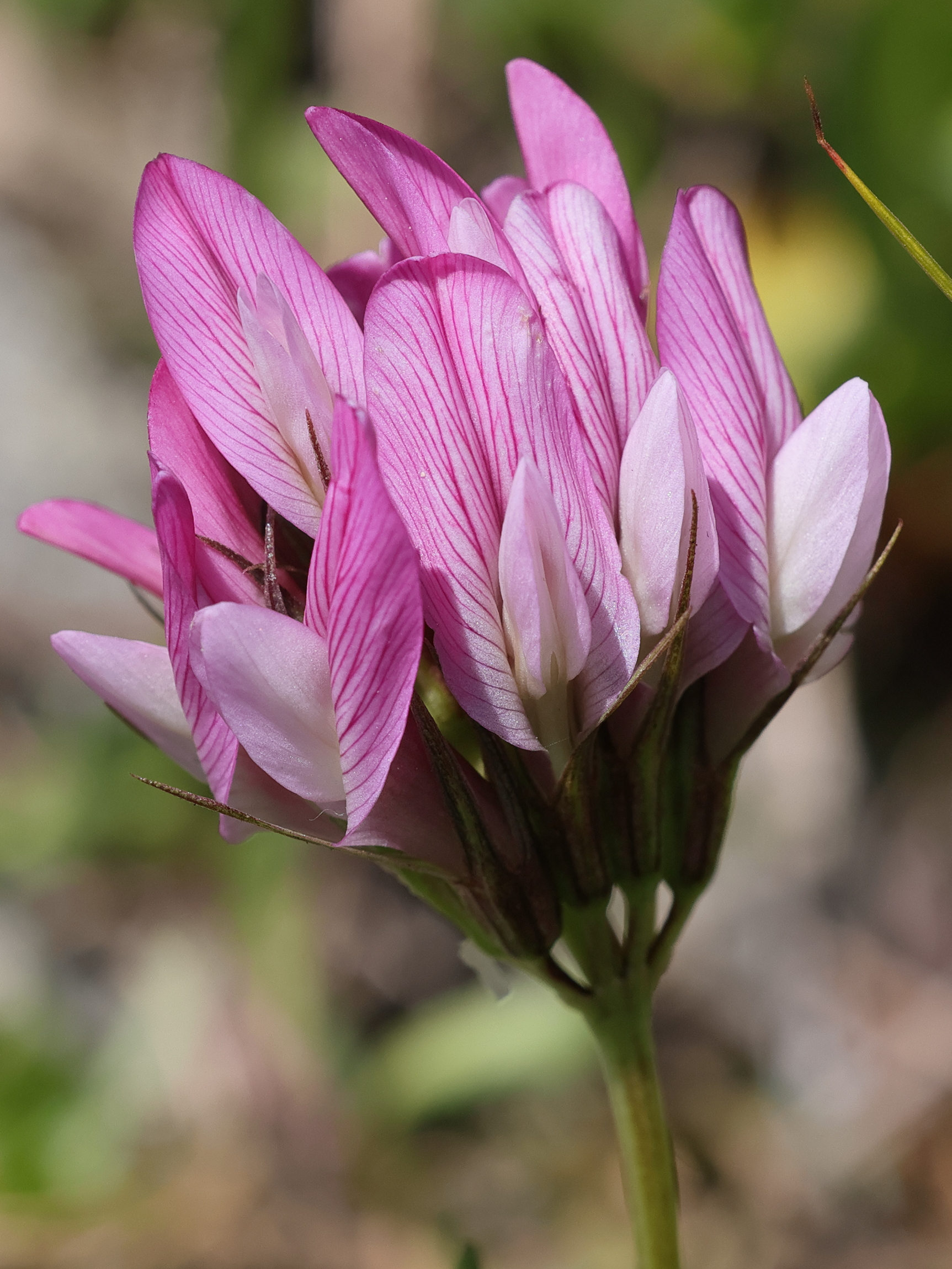 trifolium_alpinum5md