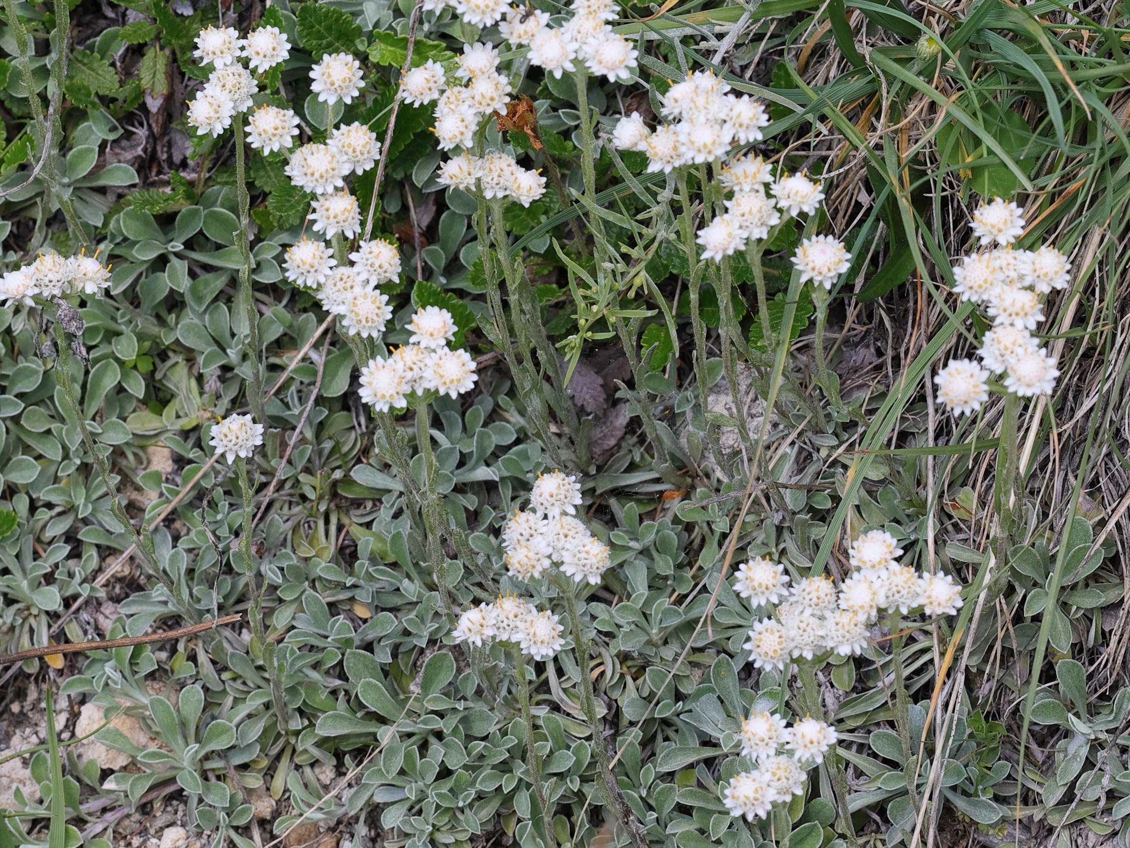 Afficher le média antennaria_dioica1bmd antennaria_dioica1bmd