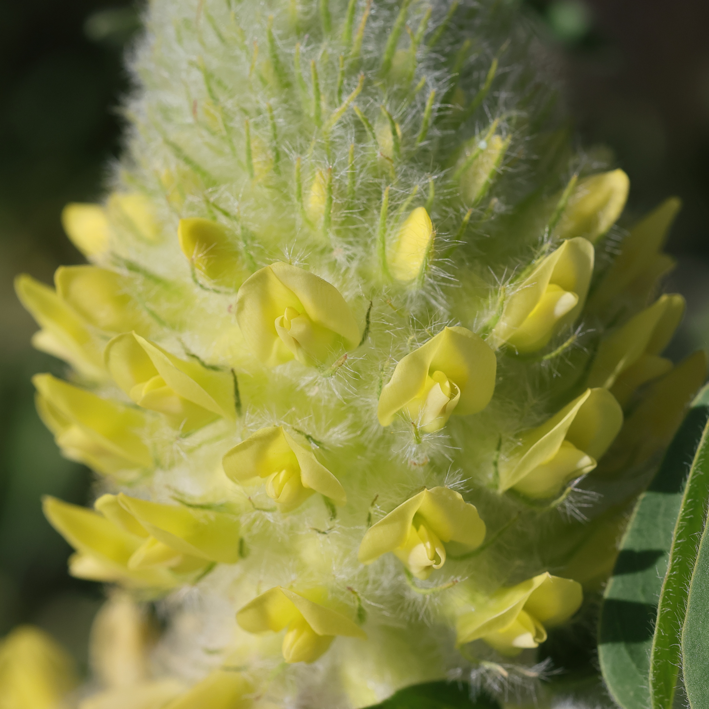 Afficher le média astragalus_alopecurus4md astragalus_alopecurus4md