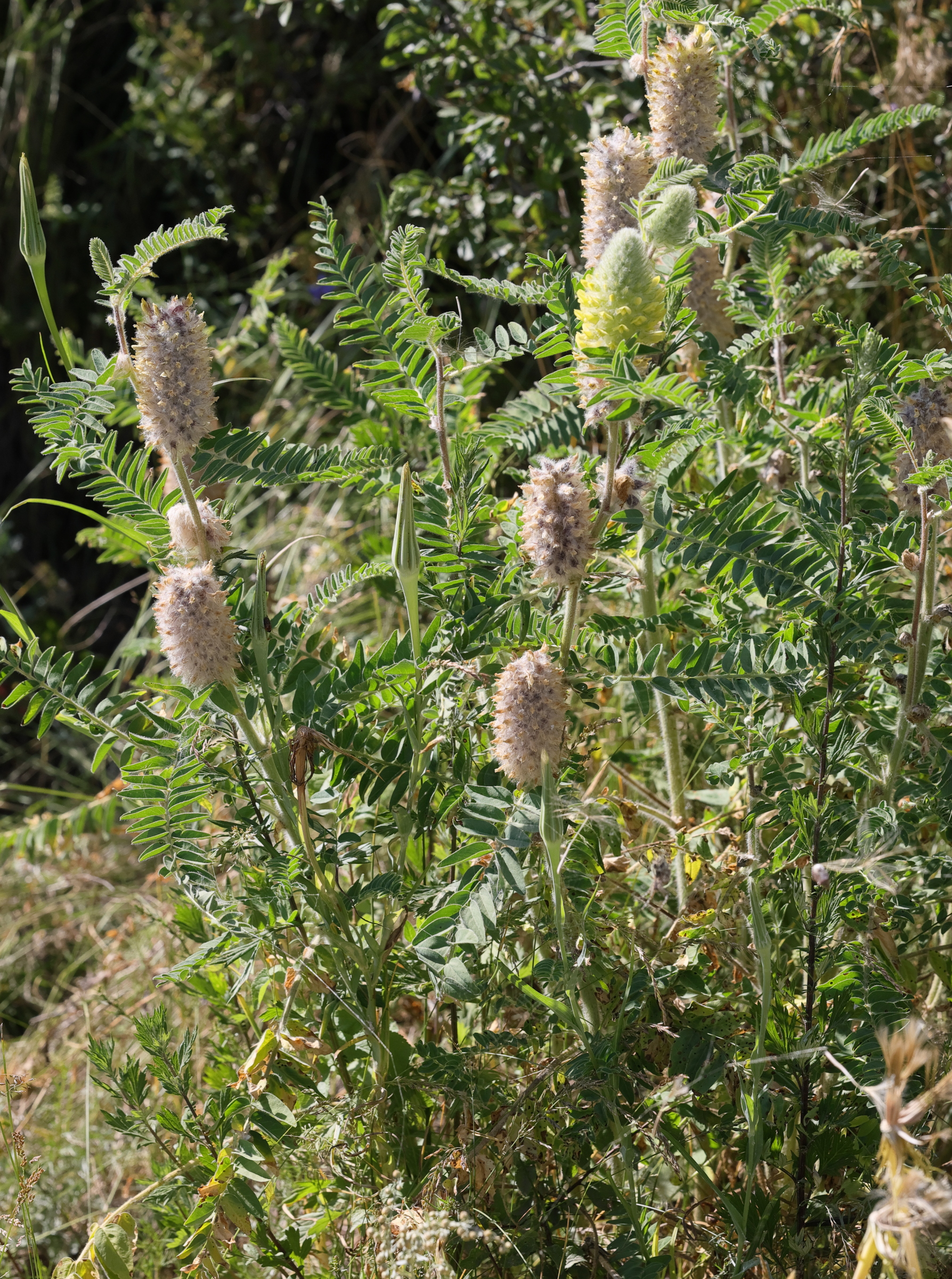 Afficher le média astragalus_alopecurus5md astragalus_alopecurus5md