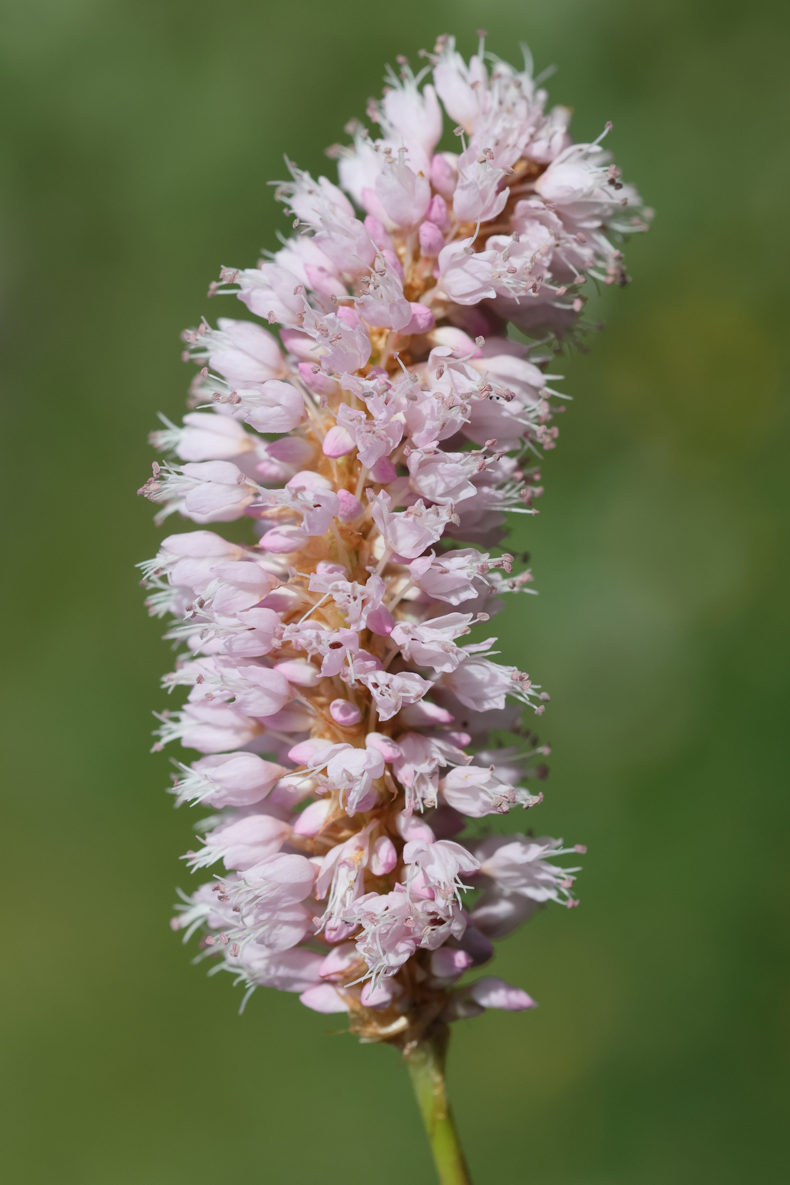 Afficher le média bistorta_officinalis3md bistorta_officinalis3md