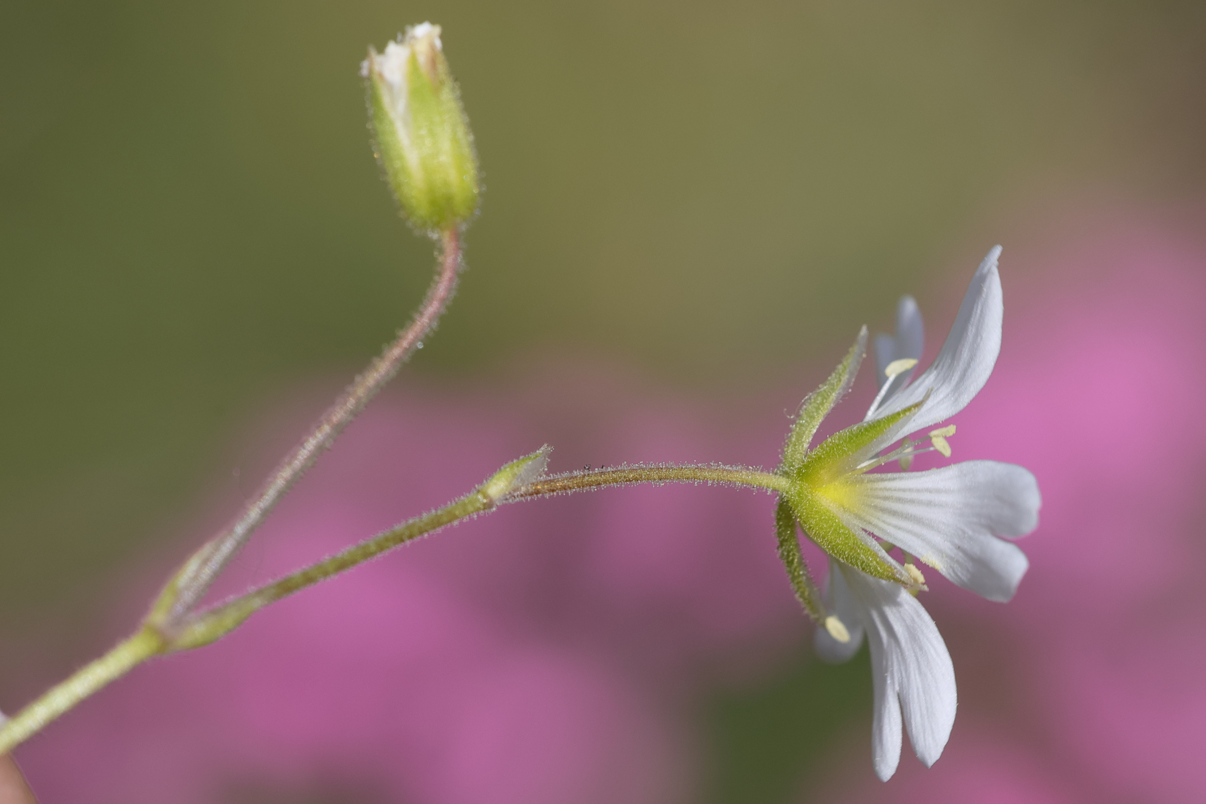 Afficher le média cerastium_arvense4md cerastium_arvense4md