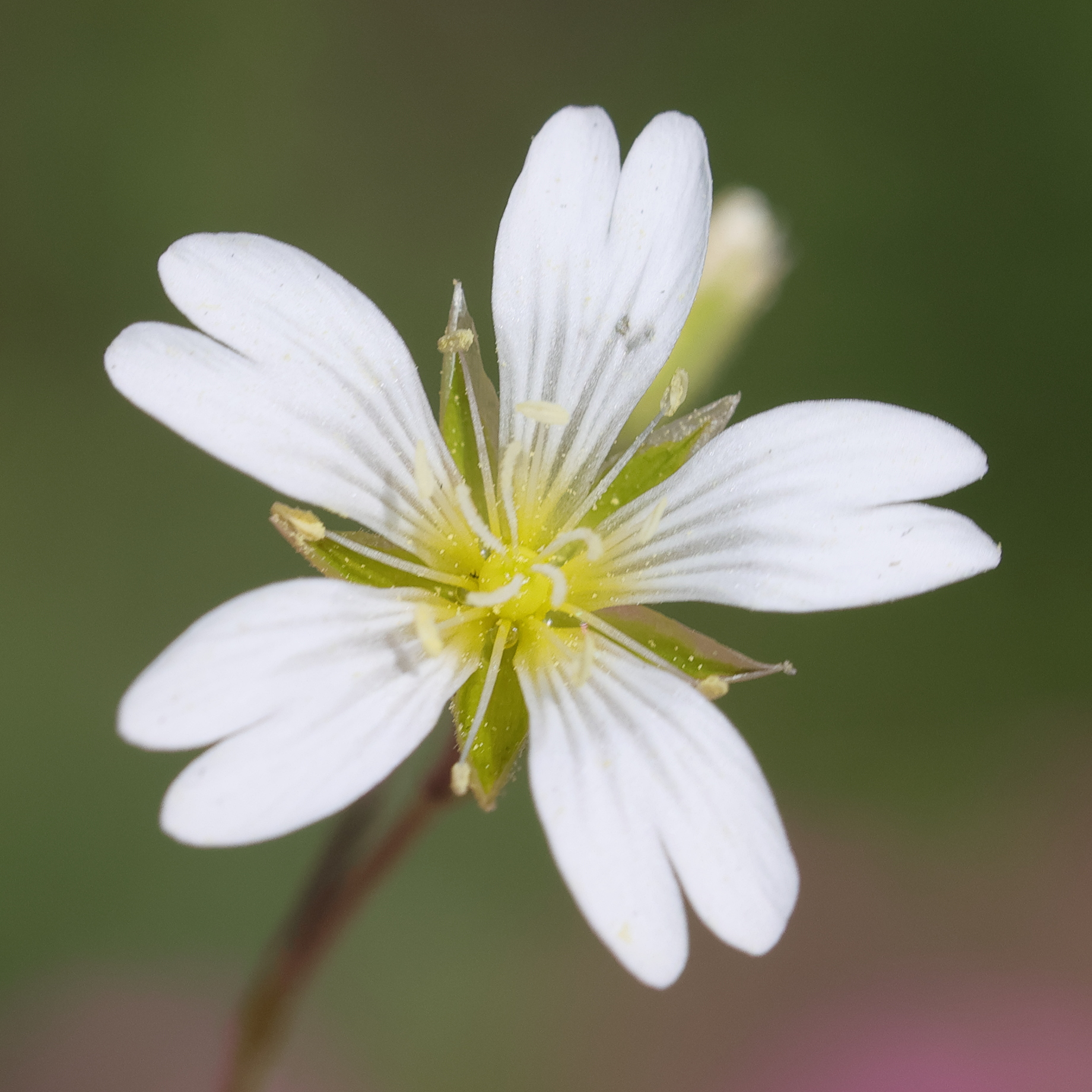 Afficher le média cerastium_arvense5md cerastium_arvense5md