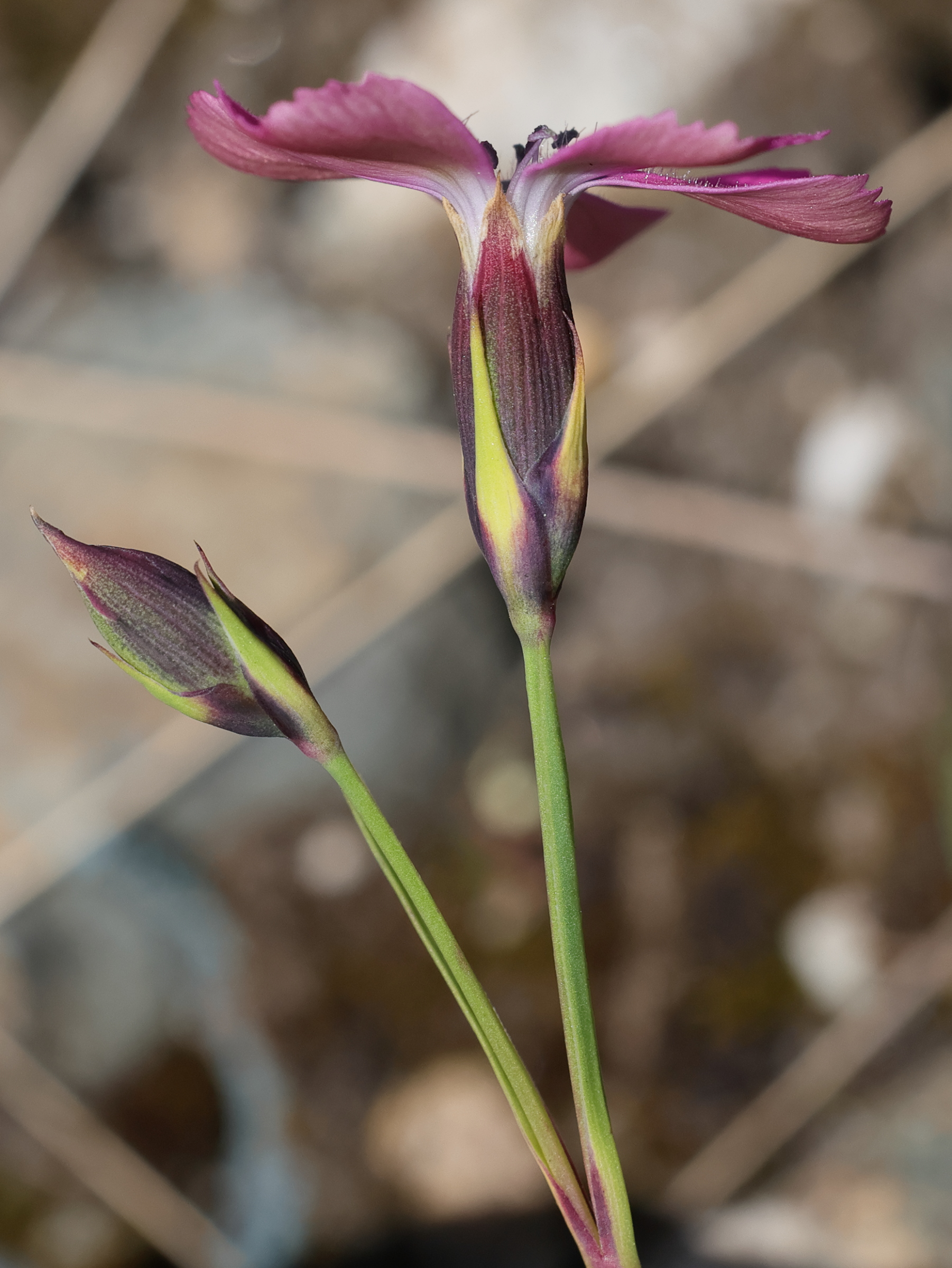 Afficher le média dianthus_pavonius3md dianthus_pavonius3md