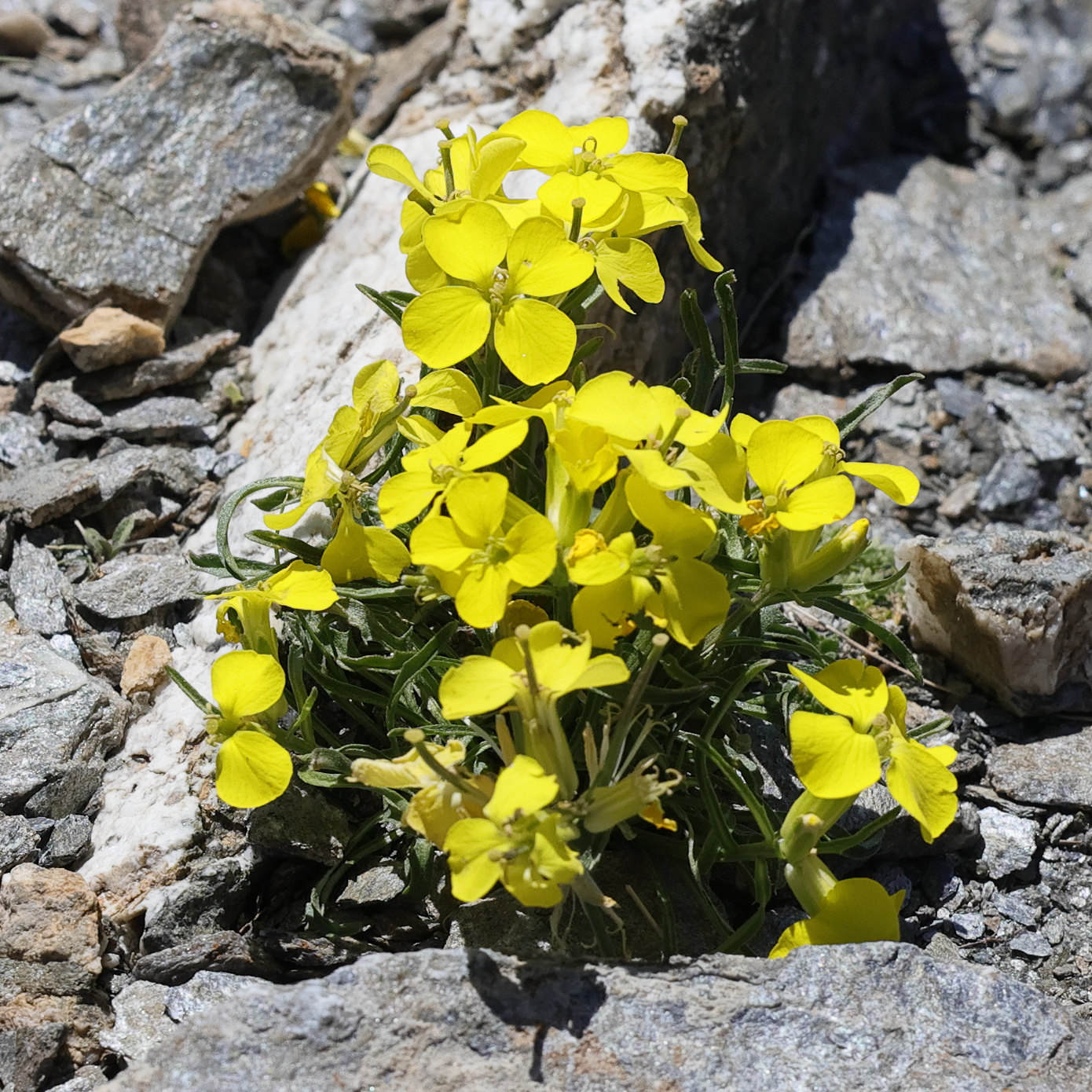 Afficher le média erysimum_jugicola2md erysimum_jugicola2md