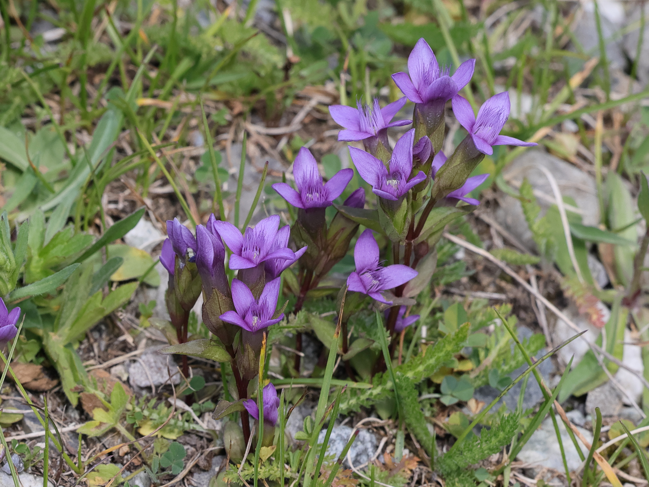 Afficher le média gentianella_campestris9md gentianella_campestris9md