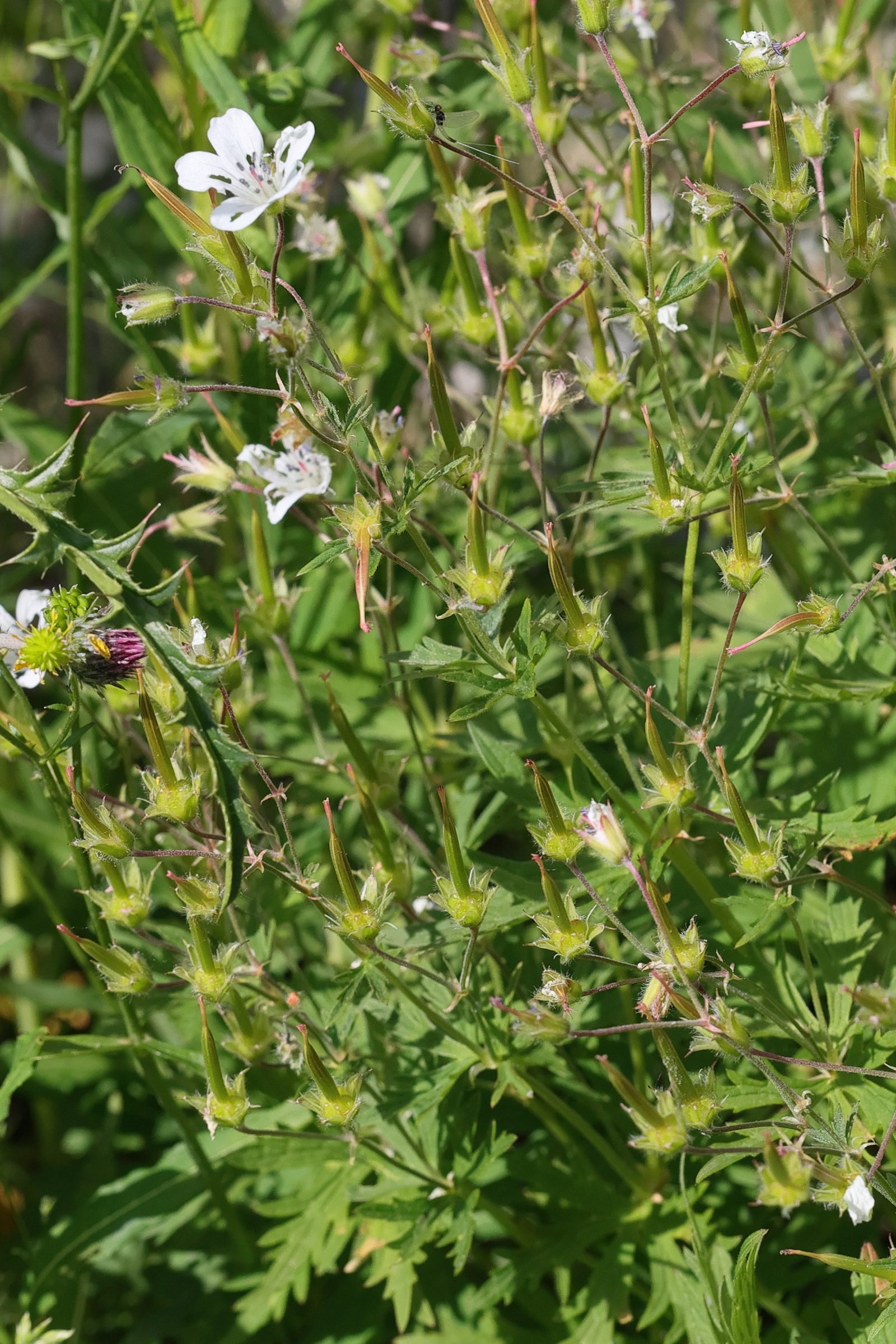 geranium_rivulare3md