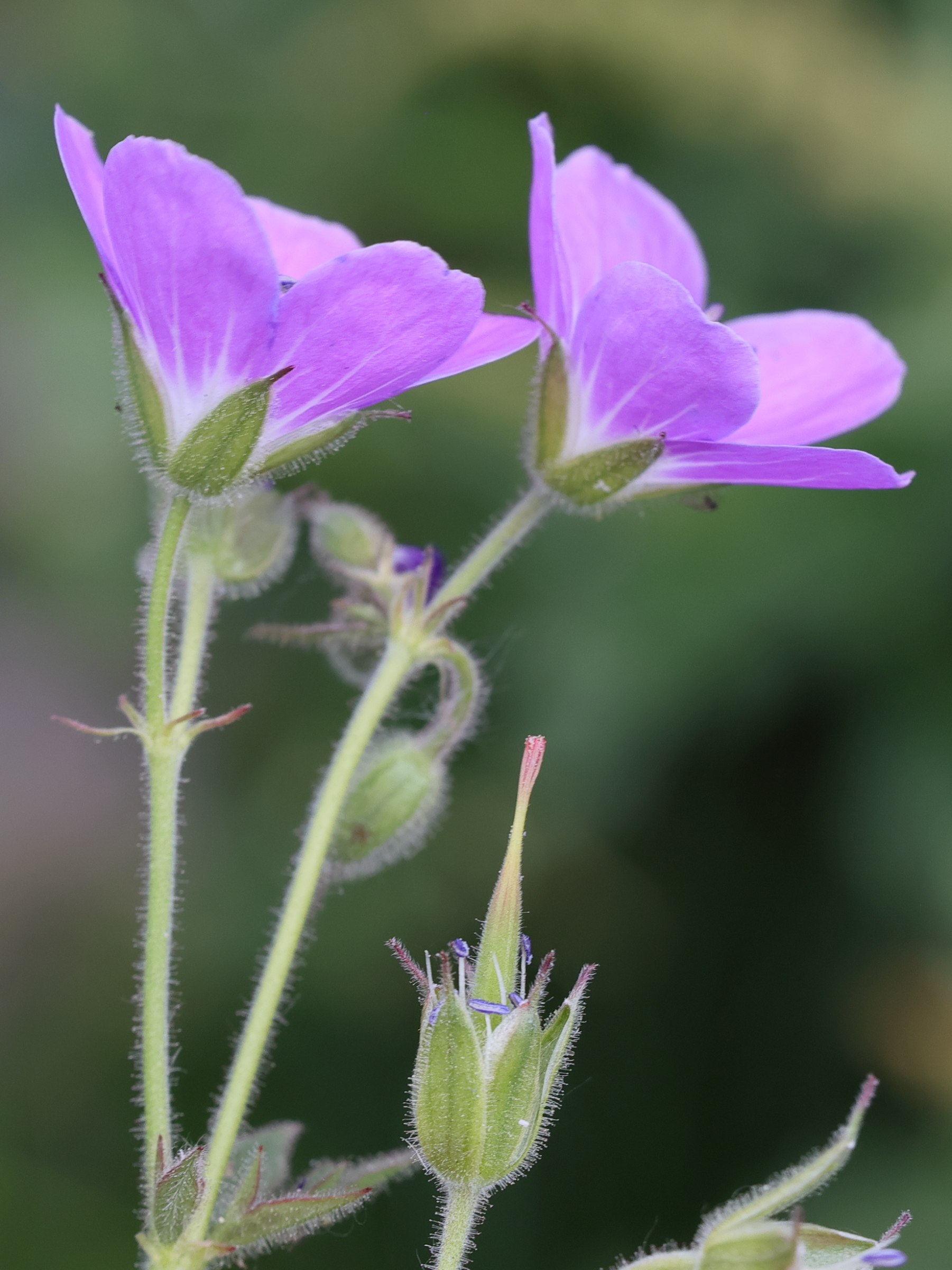 Afficher le média geranium_sylvaticum3md geranium_sylvaticum3md