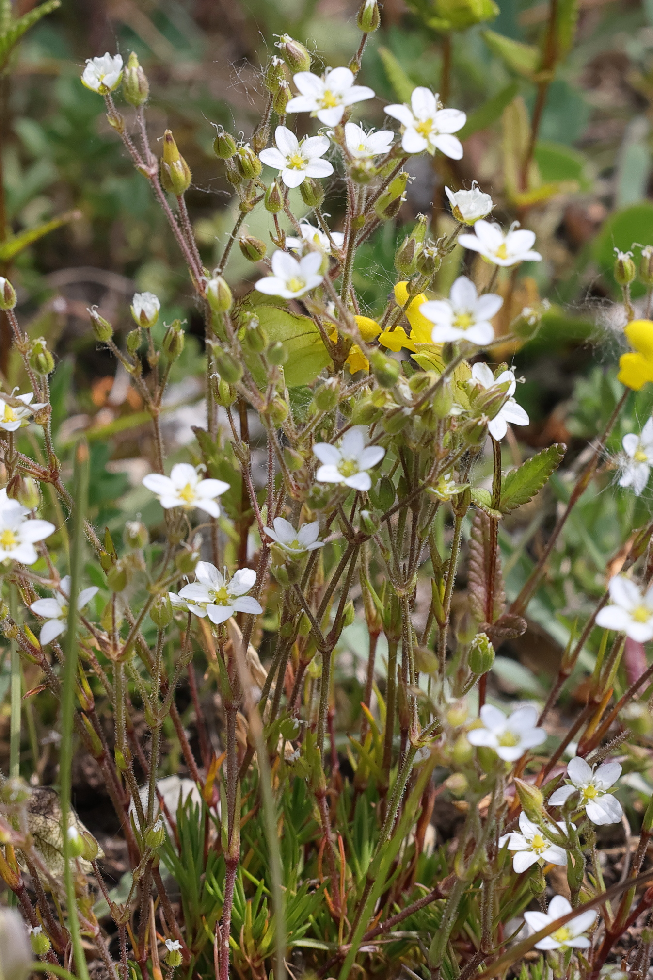 Afficher le média minuartia_verna2md minuartia_verna2md