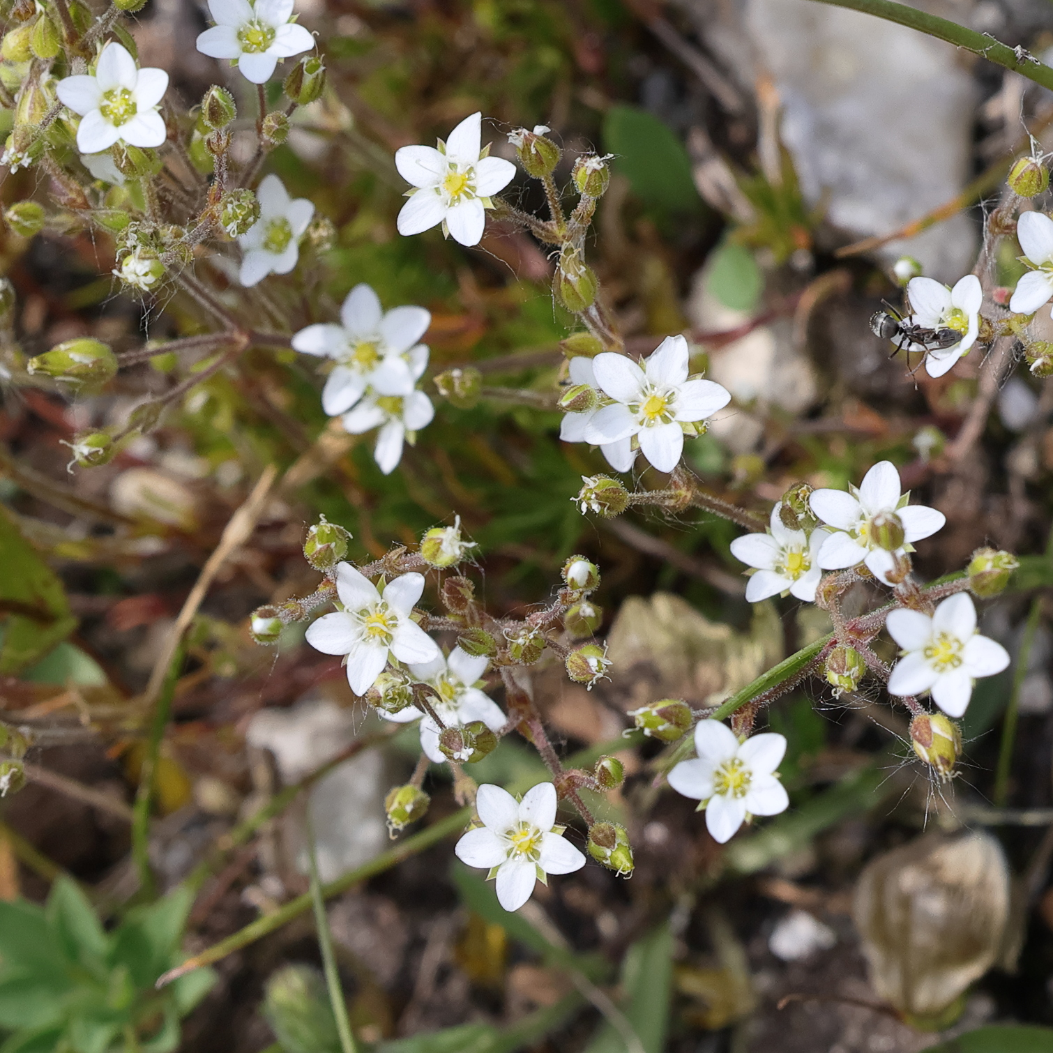 Afficher le média minuartia_verna3md minuartia_verna3md