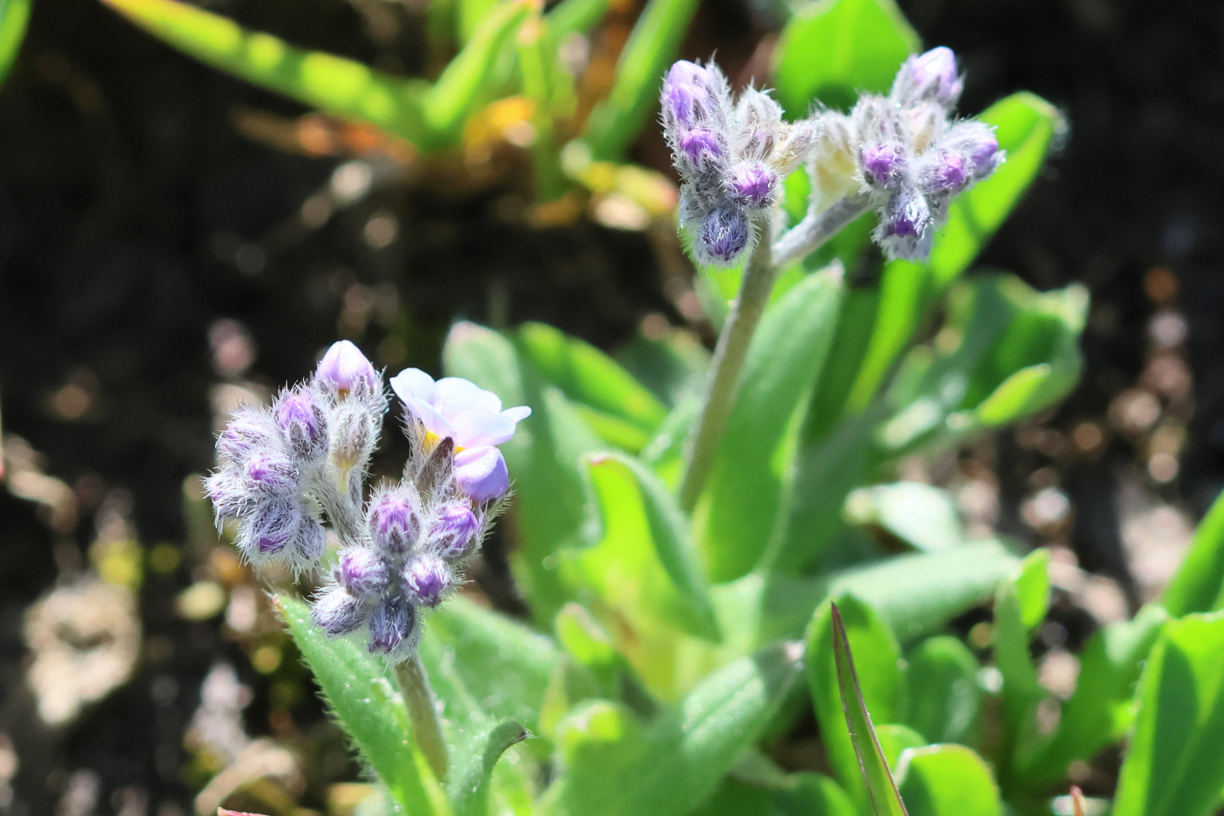 myosotis_alpestris7bd