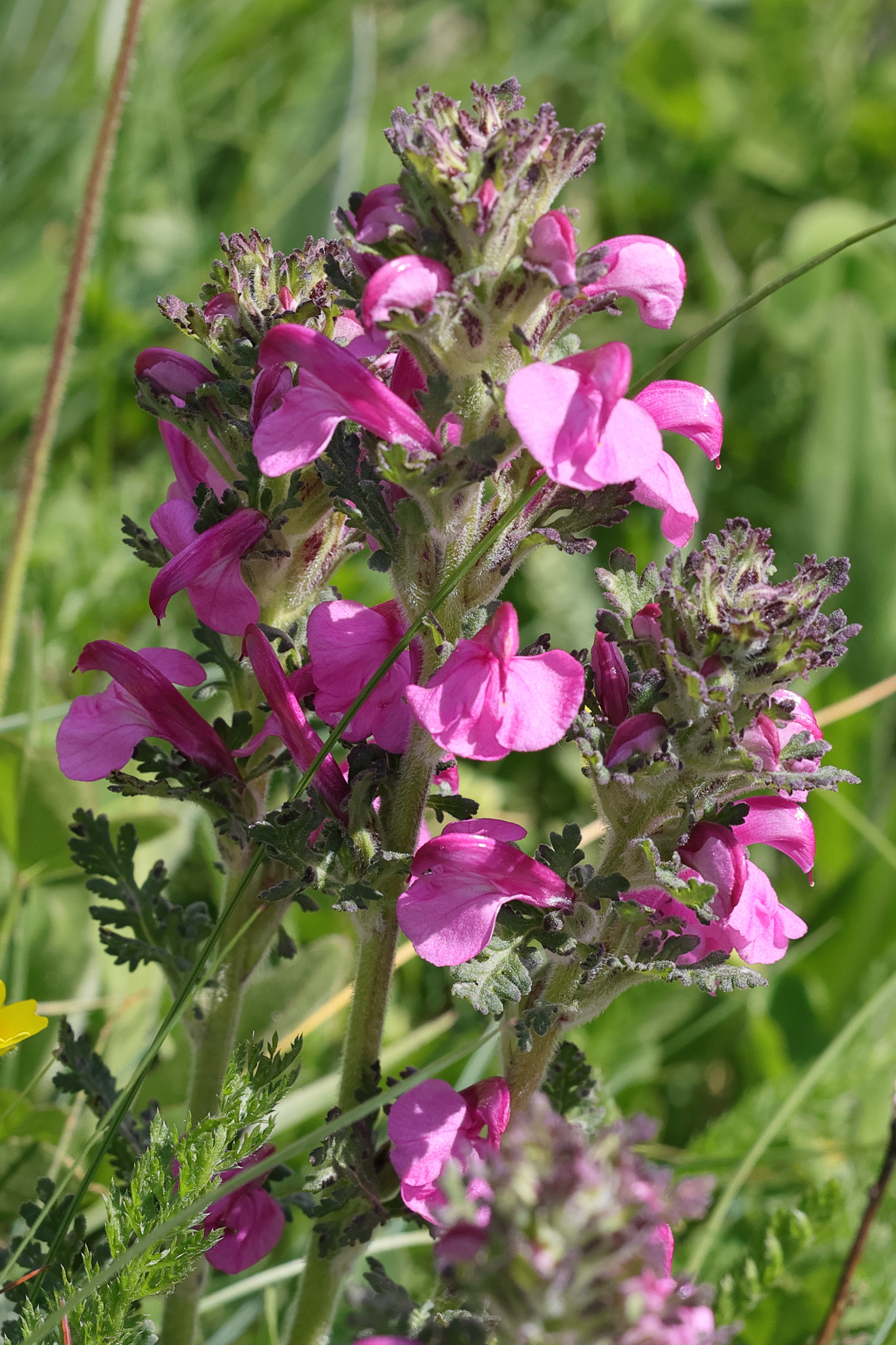 Afficher le média pedicularis_gyroflexa4md pedicularis_gyroflexa4md