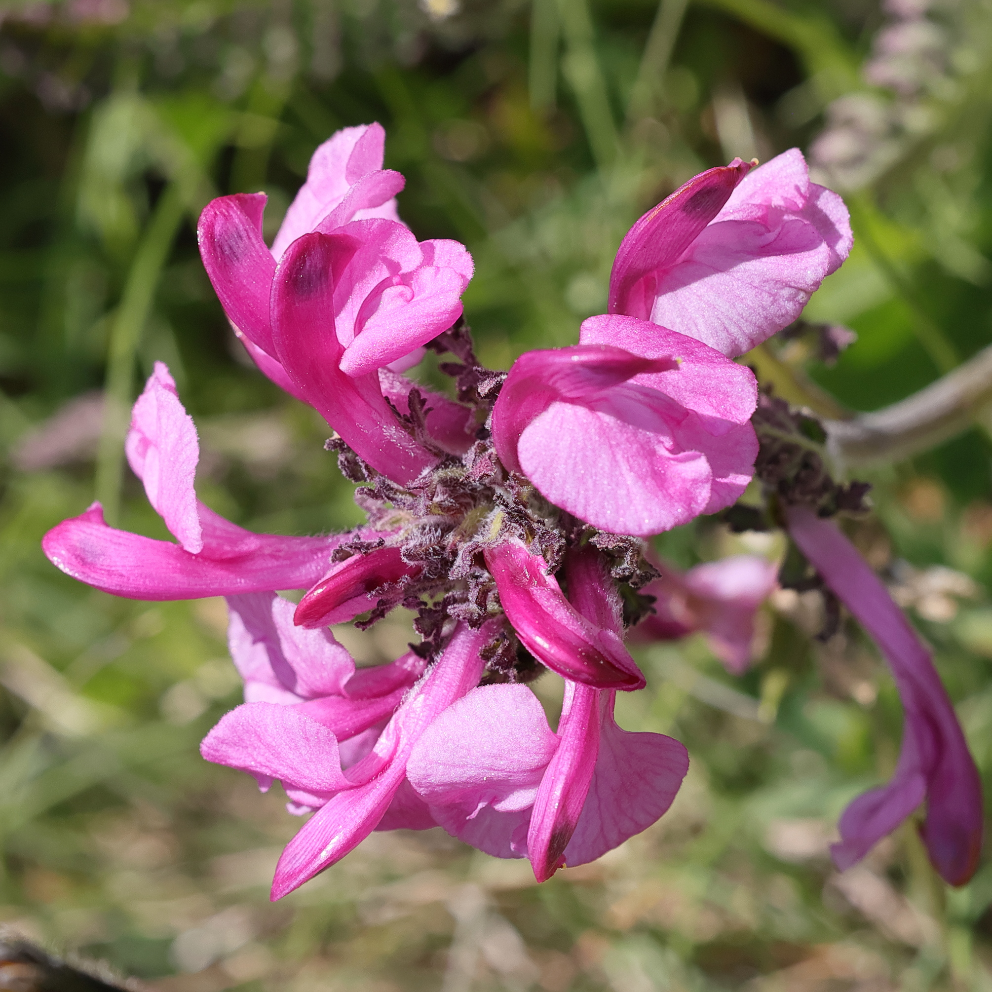 Afficher le média pedicularis_gyroflexa5md pedicularis_gyroflexa5md