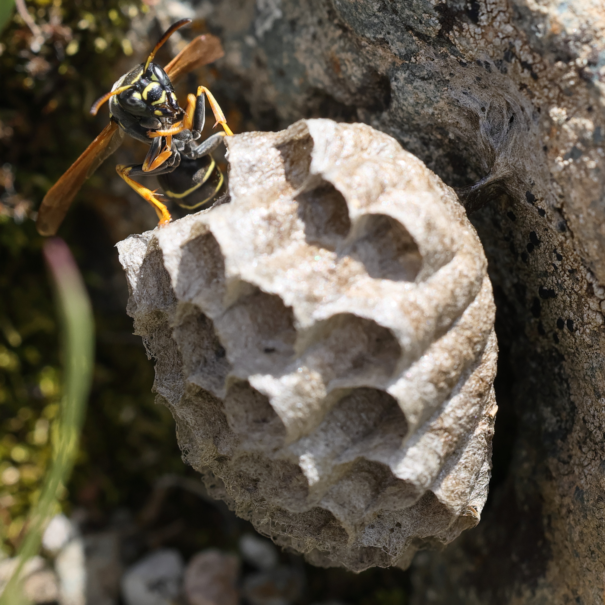 polistes_biglumis7md