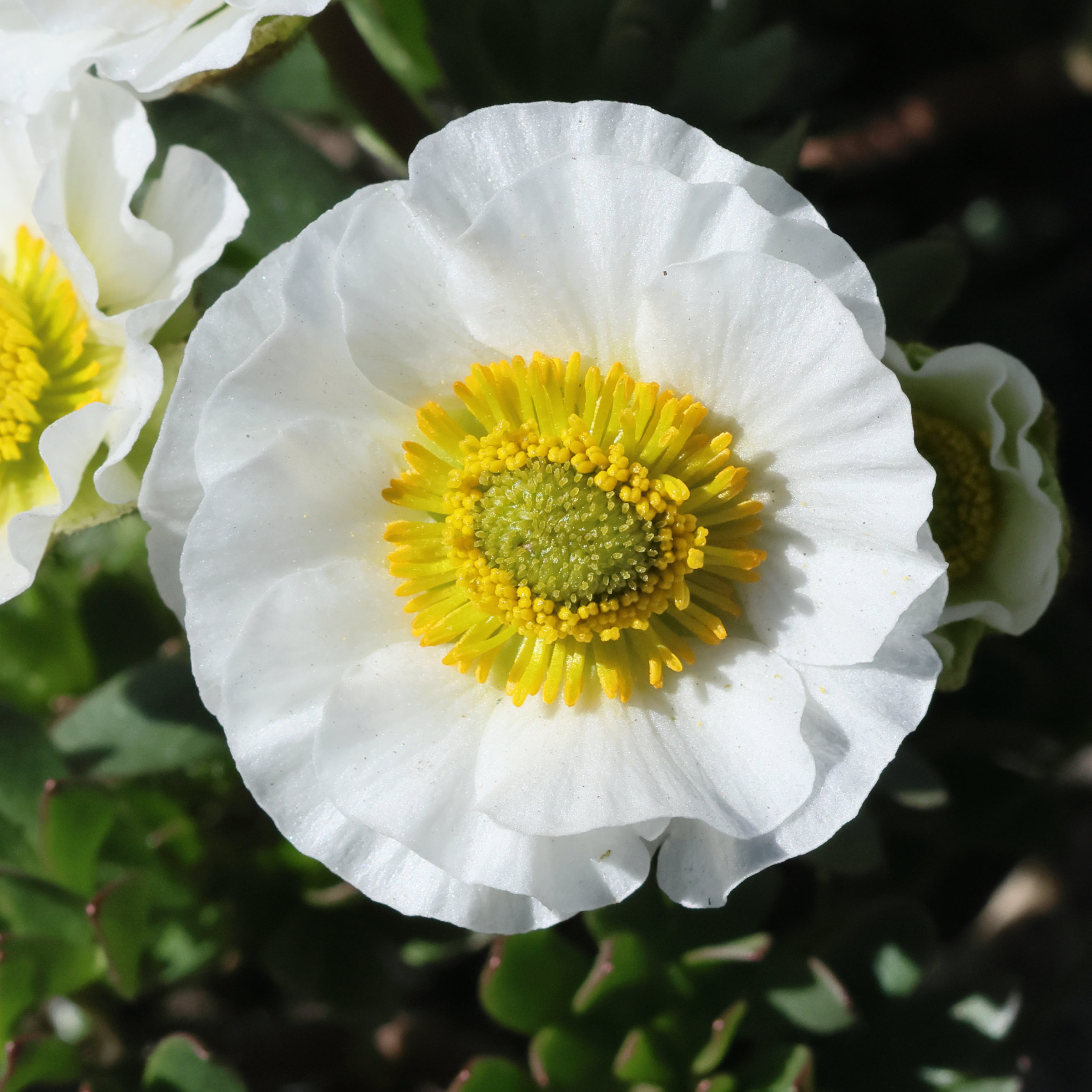 ranunculus_glacialis9bd