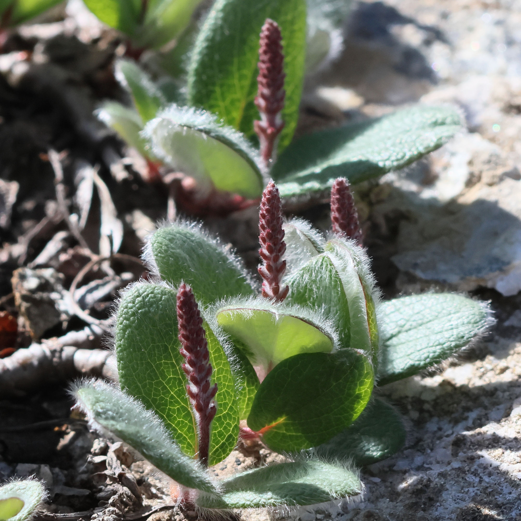 Afficher le média salix_reticulata10bd salix_reticulata10bd