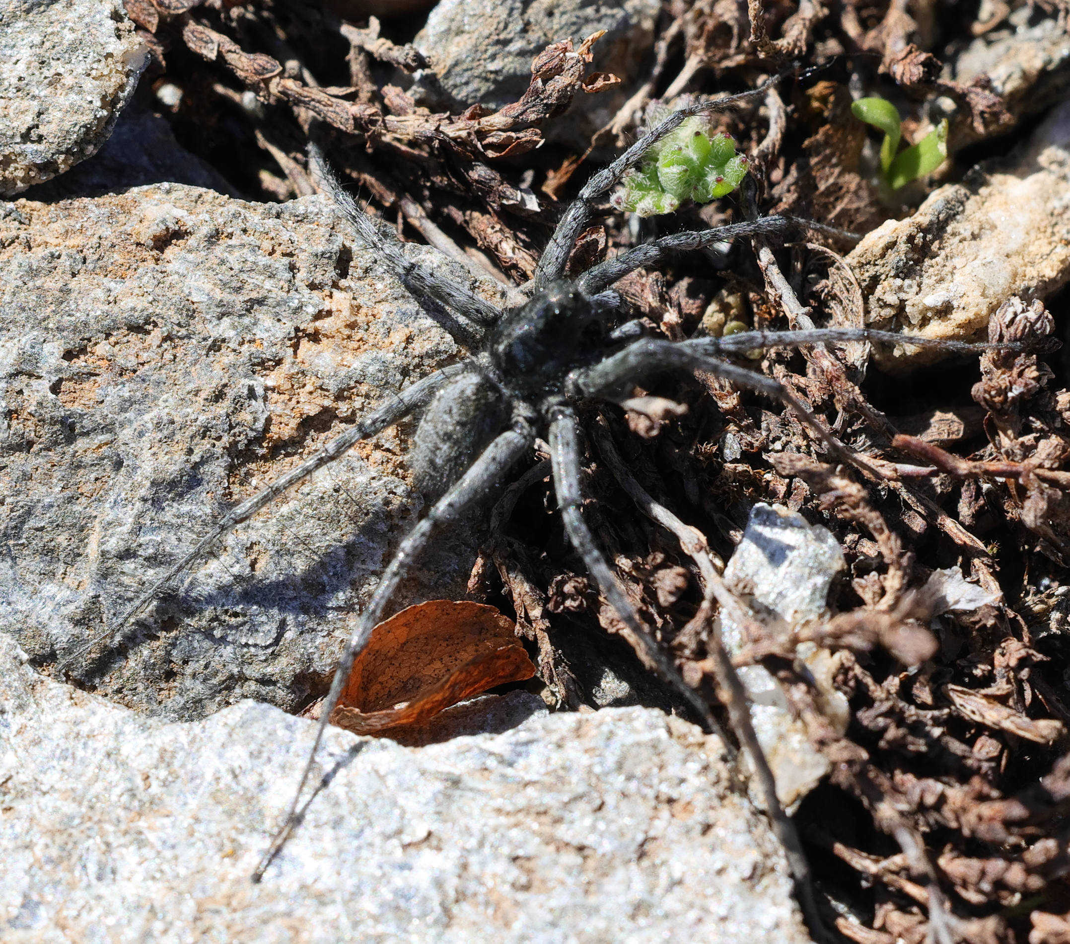 pardosa_cf_saturatior1md