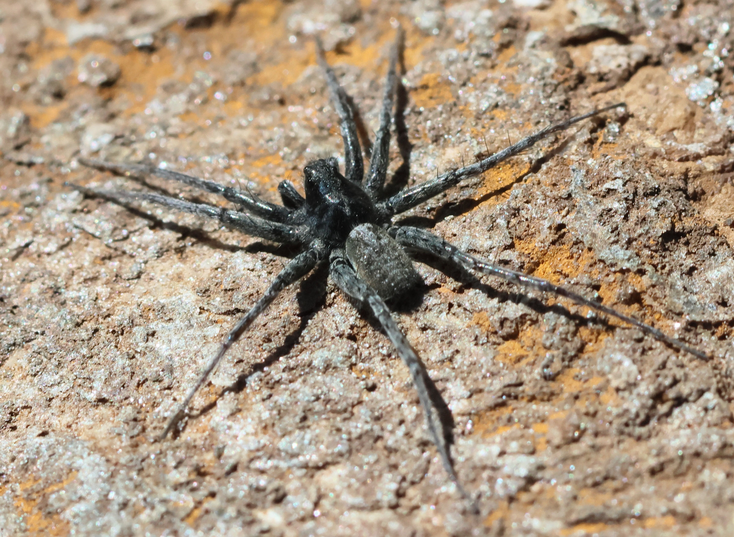 pardosa_cf_saturatior2bd
