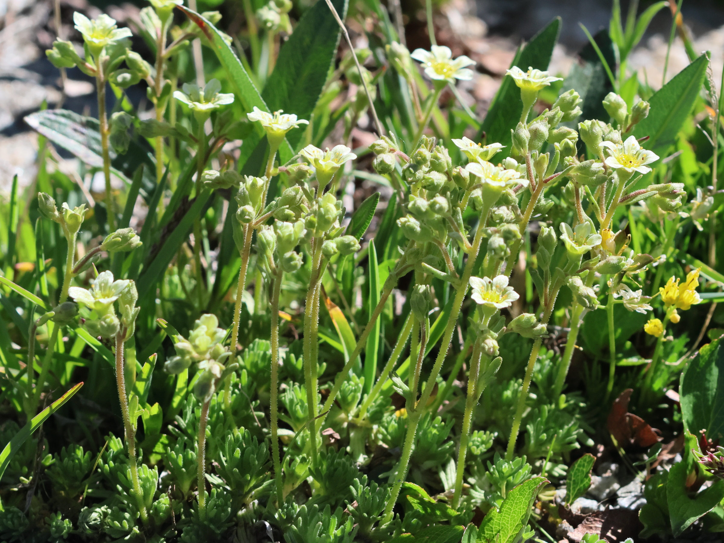 saxifraga_exarata4bd