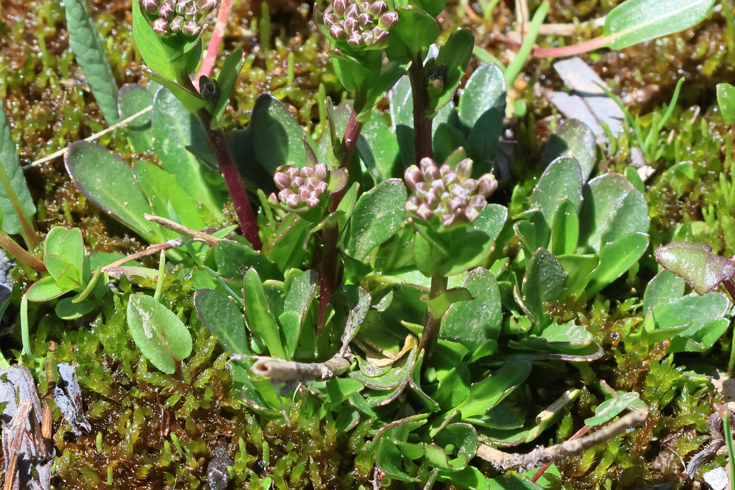 arabis_soyeri_subcoriacea3bd