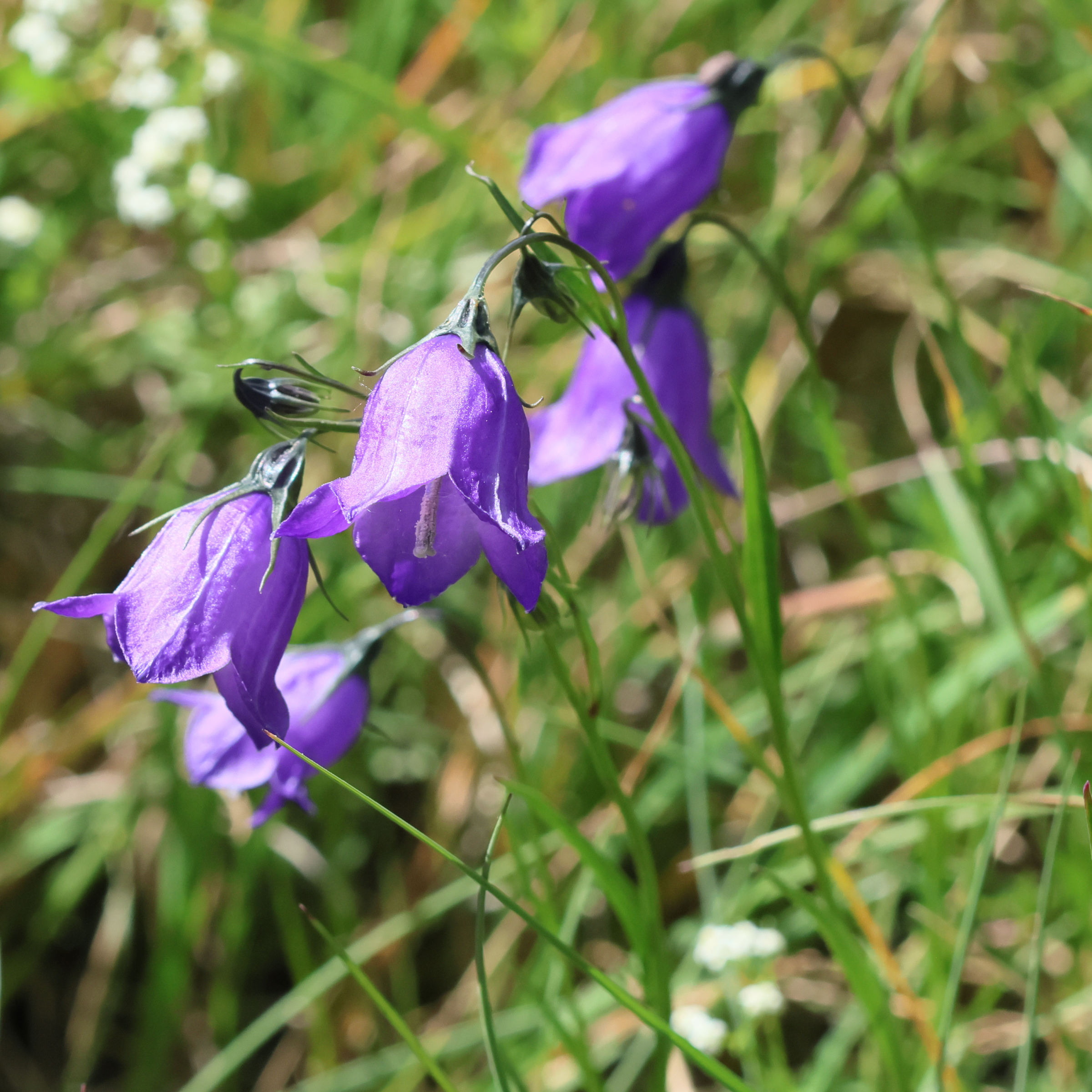 campanula_scheuchzeri3bd