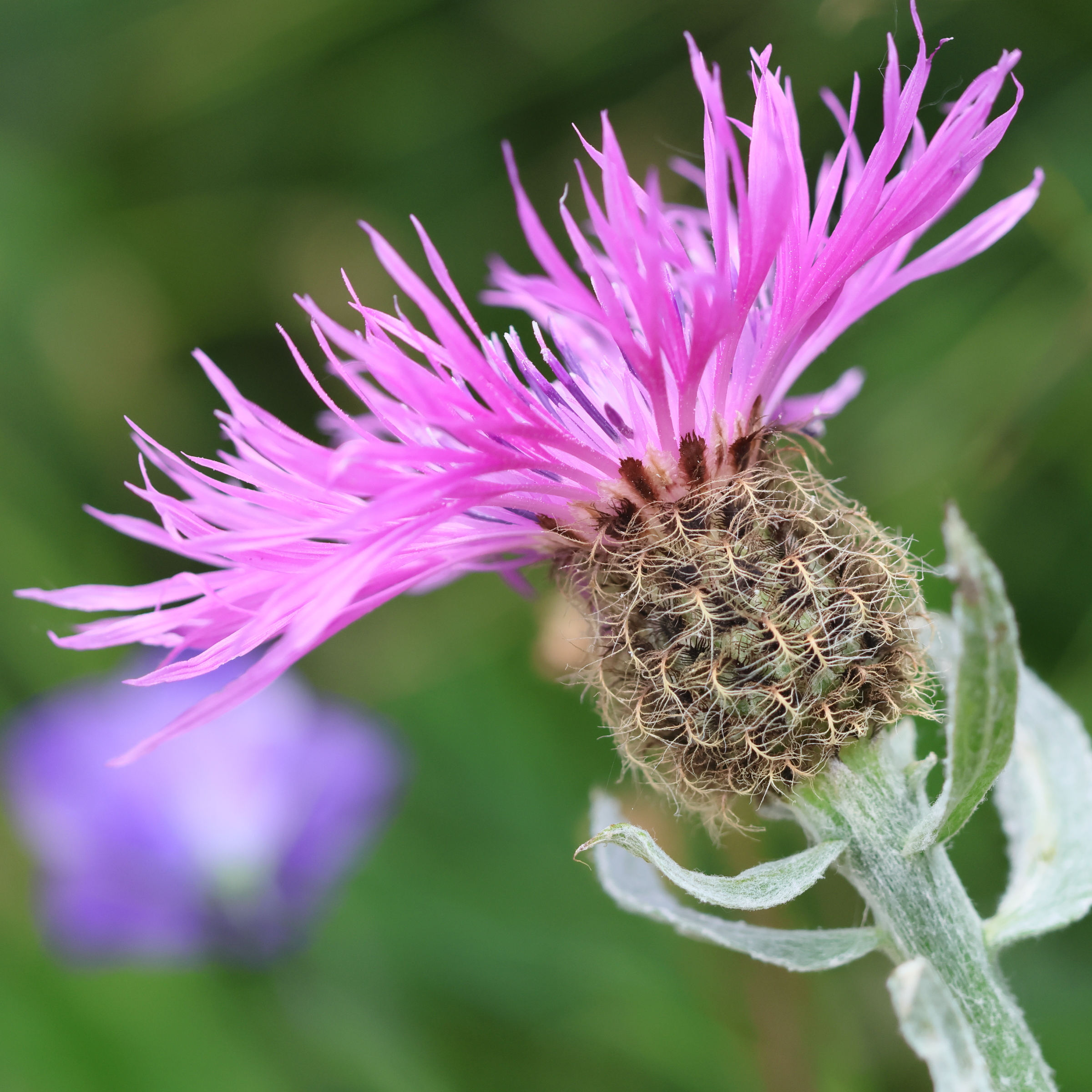 Afficher le média centaurea_uniflora5bd centaurea_uniflora5bd