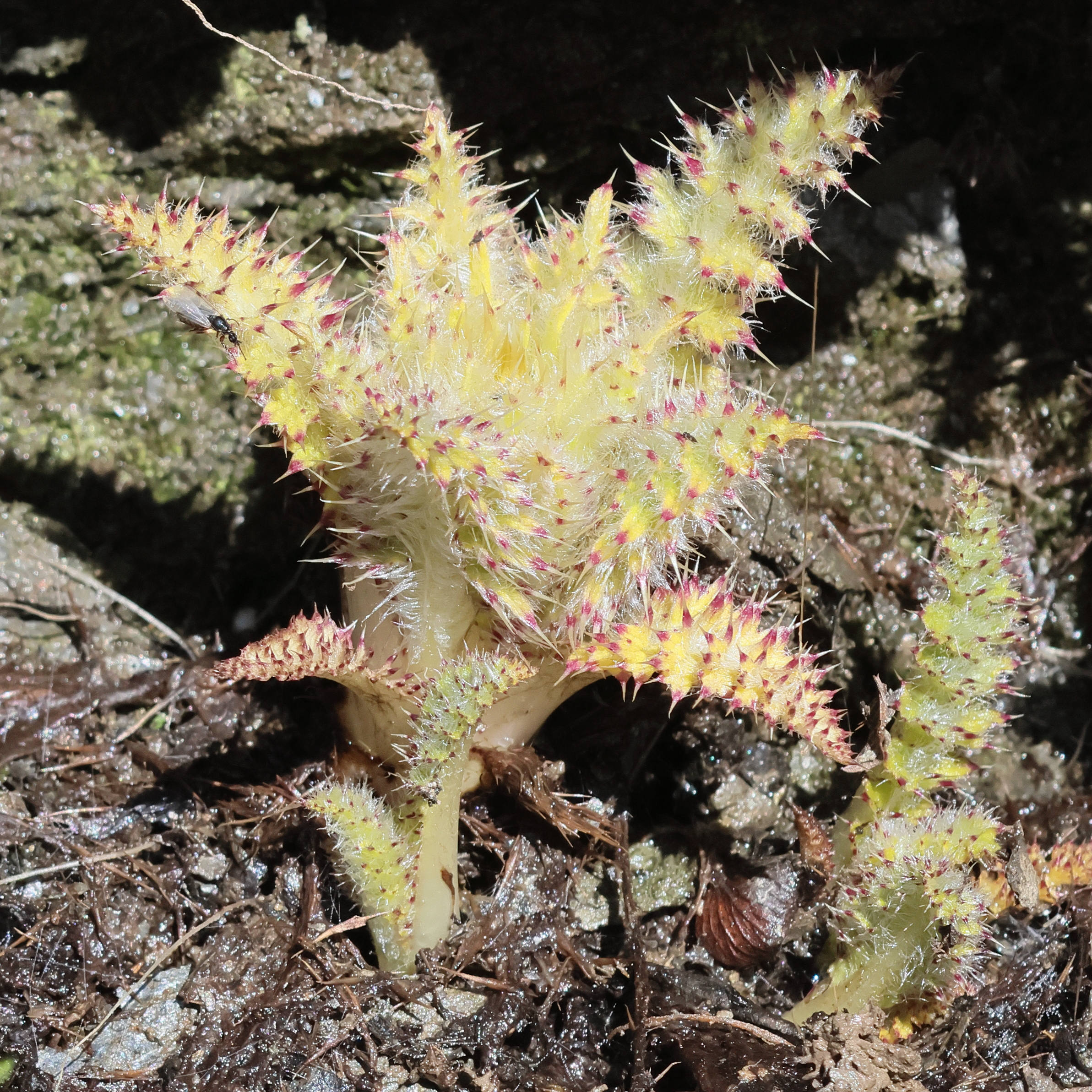 cirsium_spinosissimum6bd