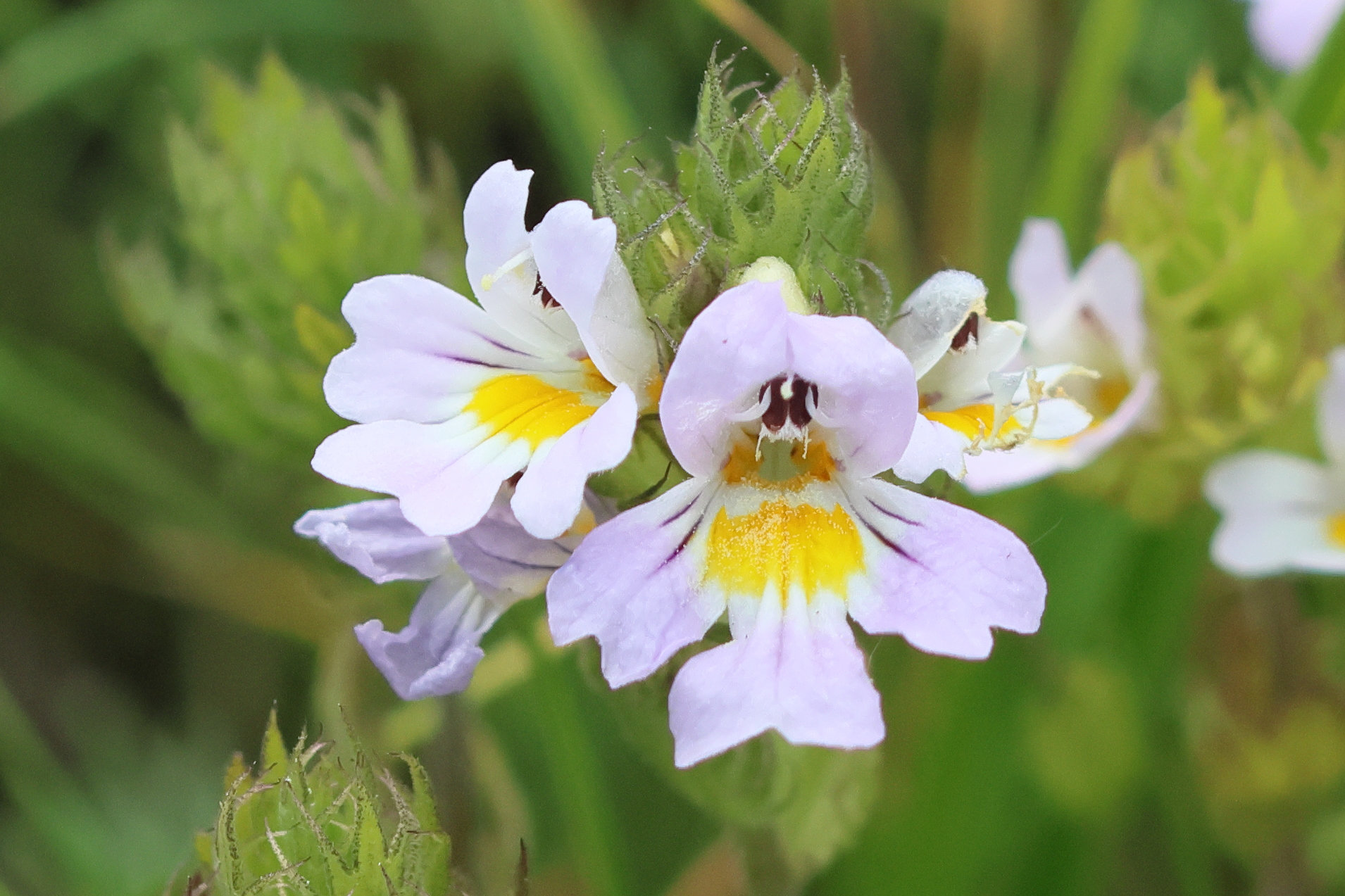 euphrasia_alpina5bd