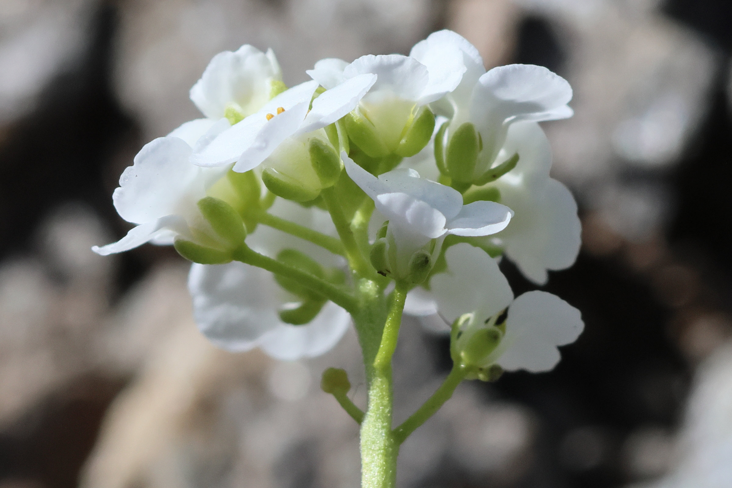 Afficher le média hornungia_alpina5bd hornungia_alpina5bd