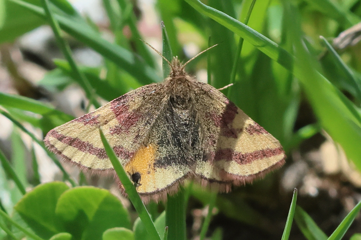 Afficher le média lythria_plumularia1bd lythria_plumularia1bd