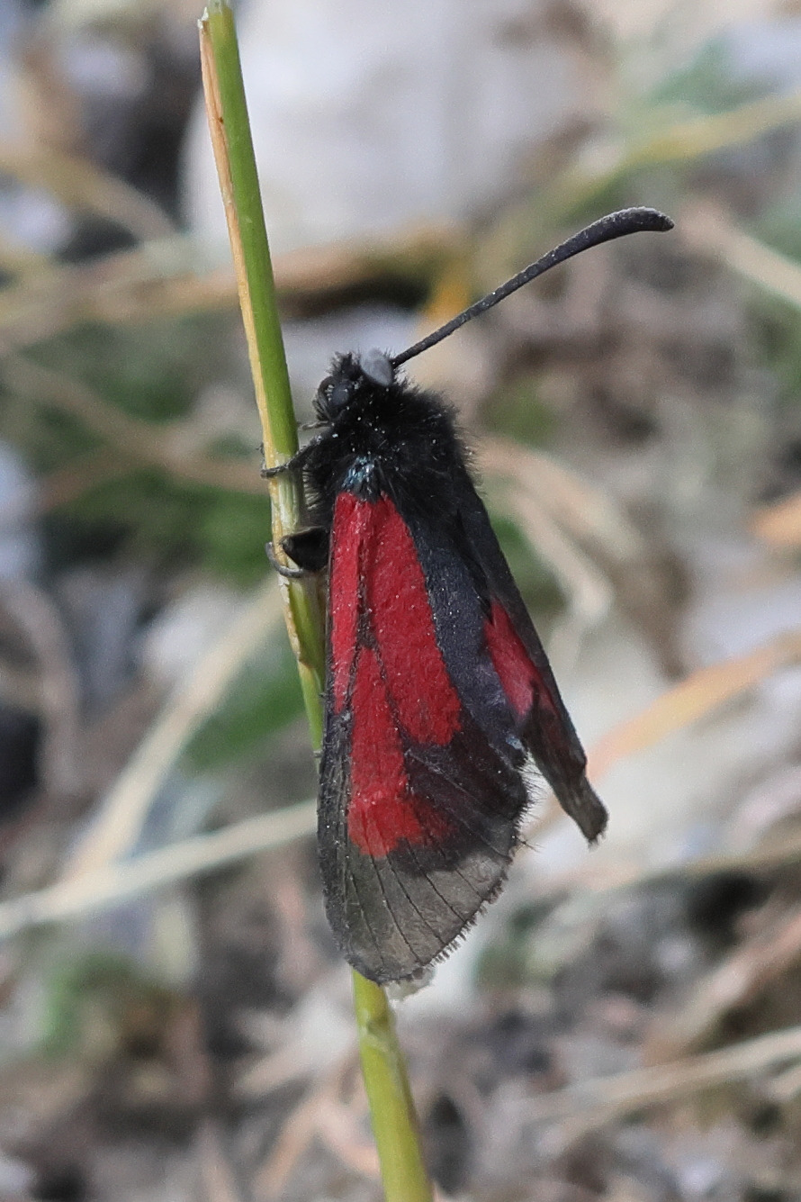 zygaena_purpuralis5bd