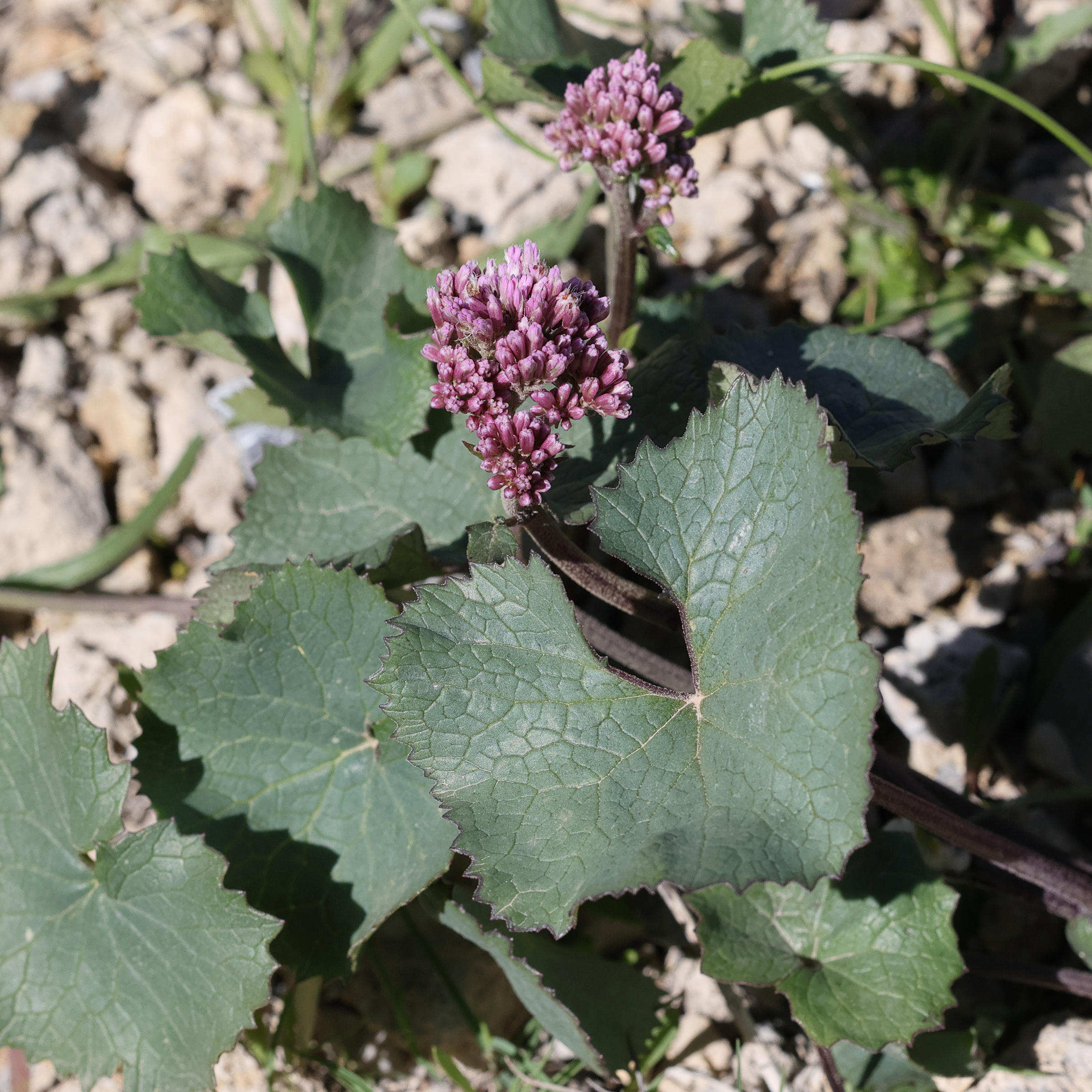 adenostyles_alpina_alpina8md