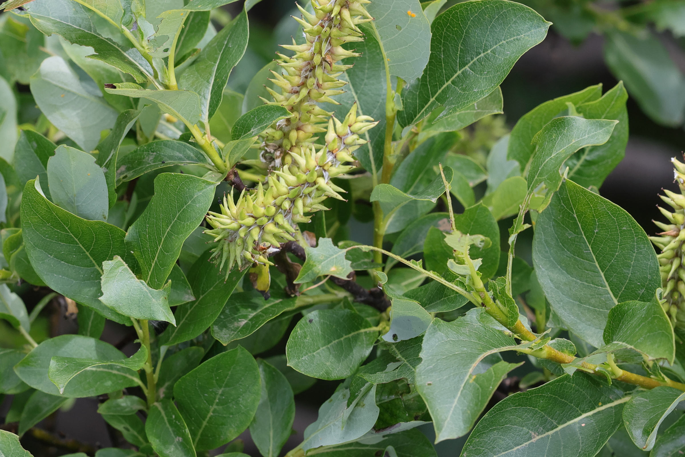 Afficher le média salix_hastata3md salix_hastata3md