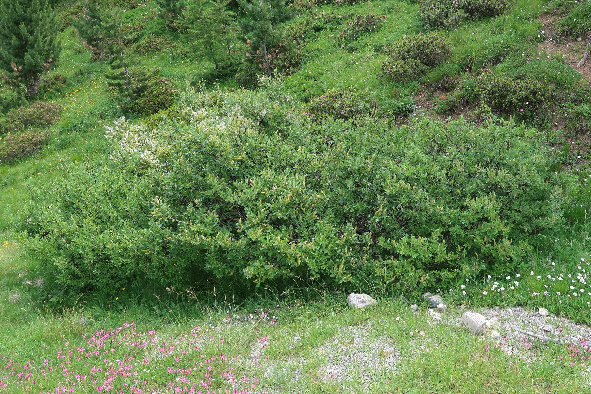 Afficher le média salix_hastata4md salix_hastata4md