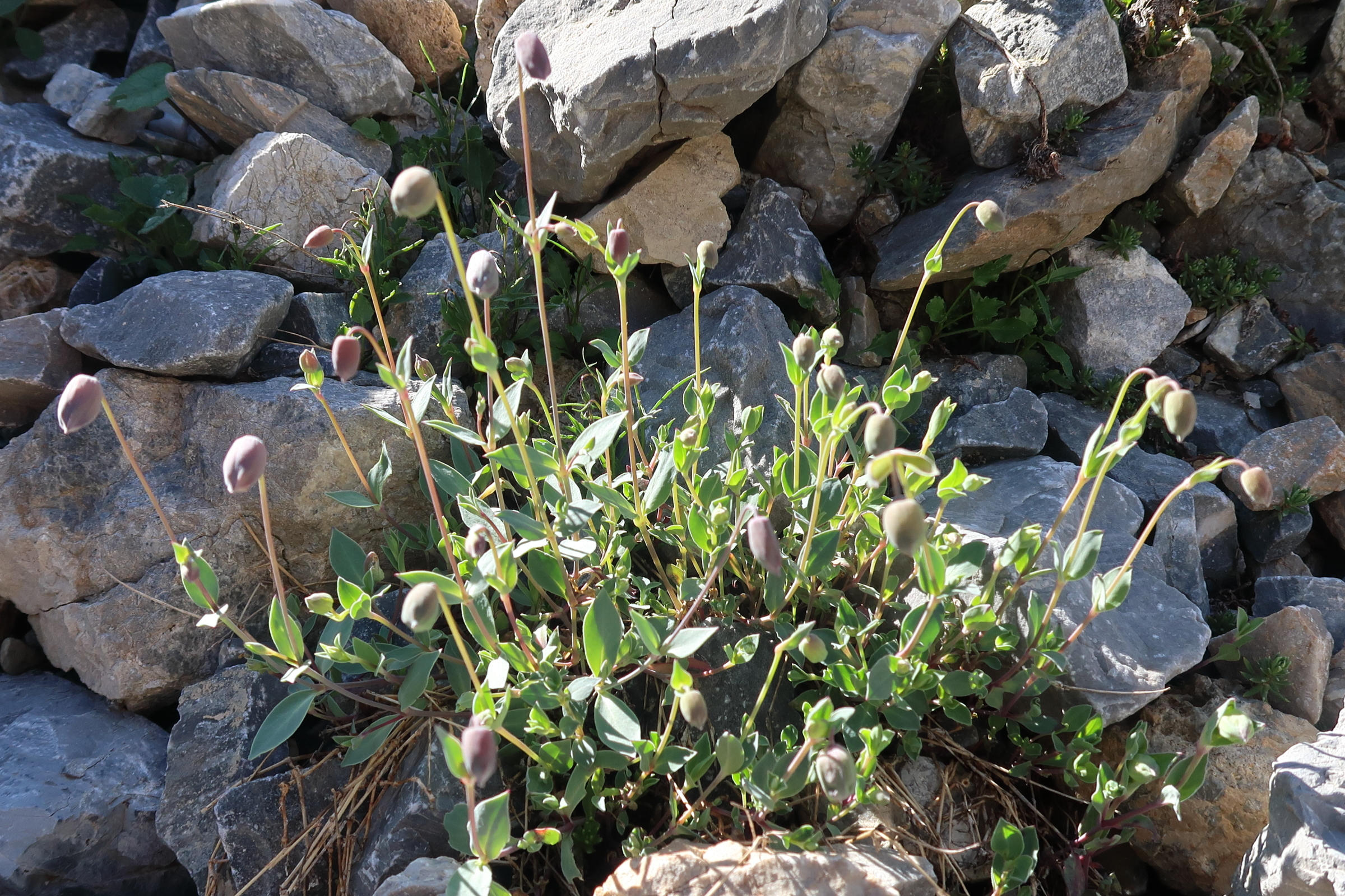 Afficher le média silene_vulgaris7md silene_vulgaris7md
