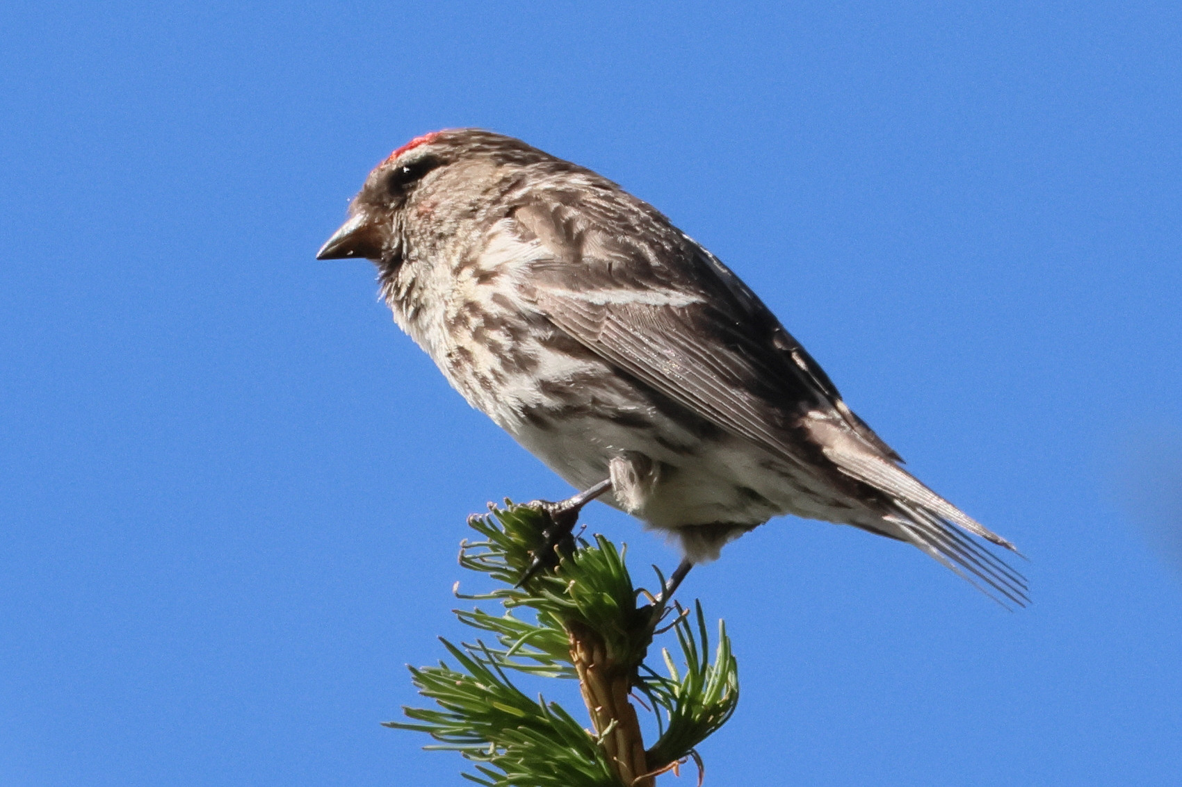 sizerin_flamme_-_acanthis_flammea4bd