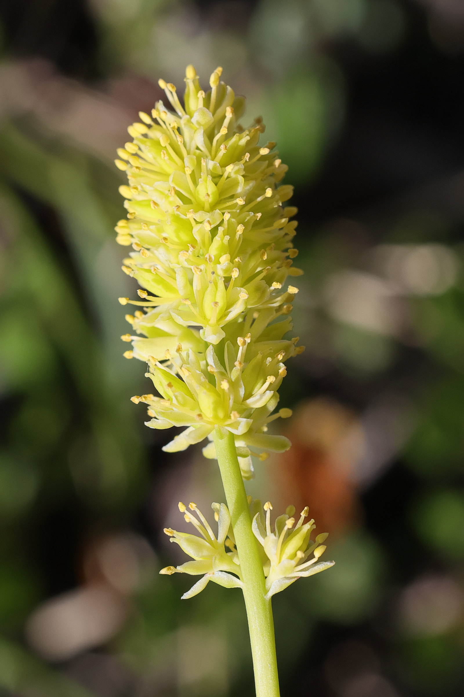 Afficher le média tofieldia_calyculata4md tofieldia_calyculata4md