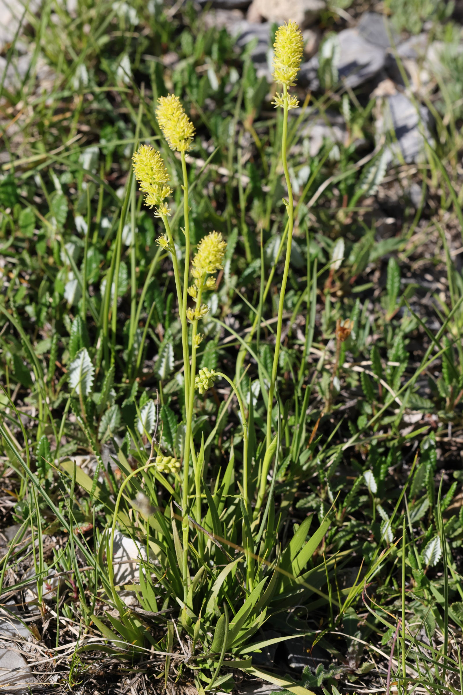 Afficher le média tofieldia_calyculata6md tofieldia_calyculata6md